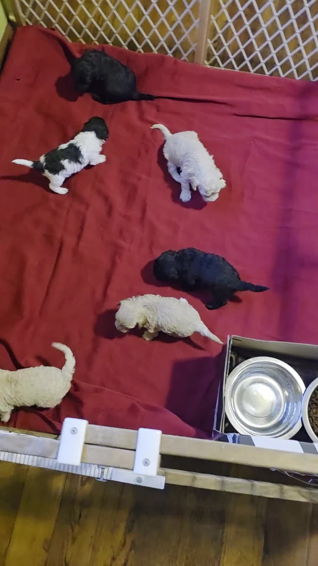 Shihpoo dogs for sale: Max - Video 1
