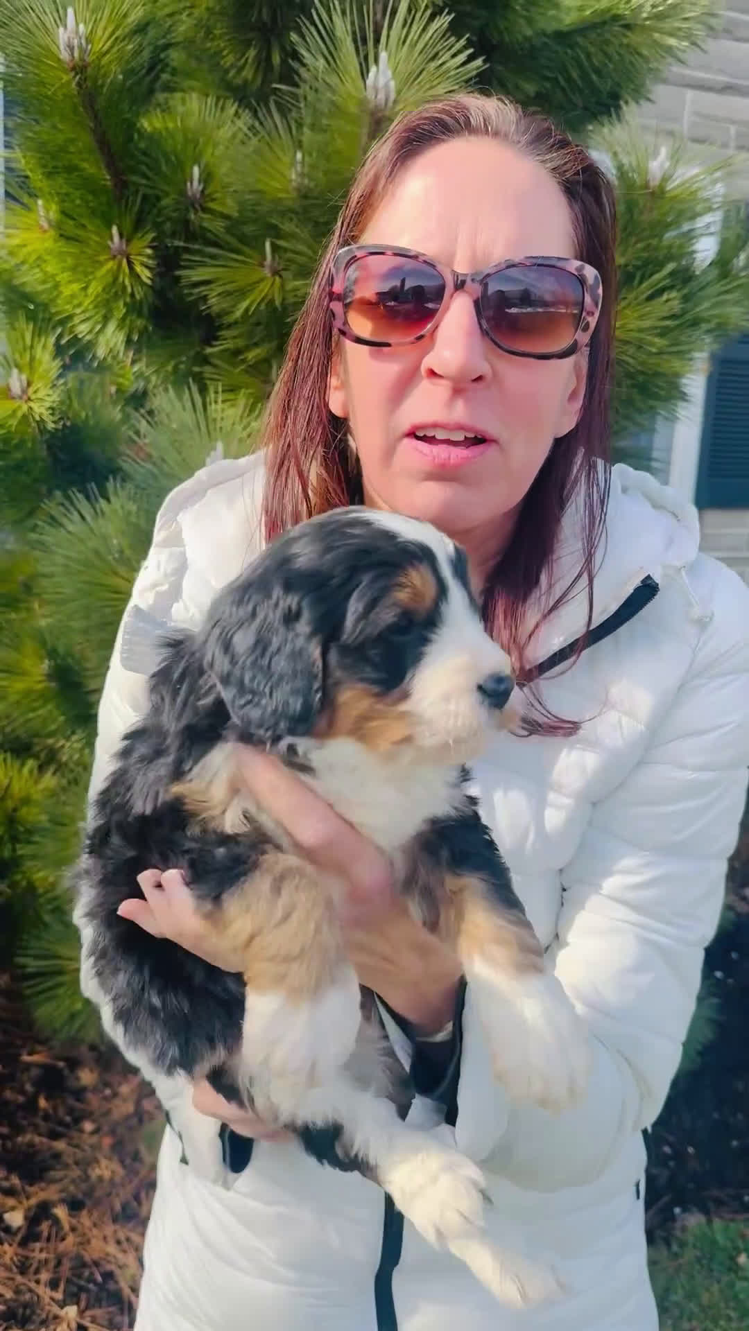 Bernedoodle dogs for sale: River - Video 1