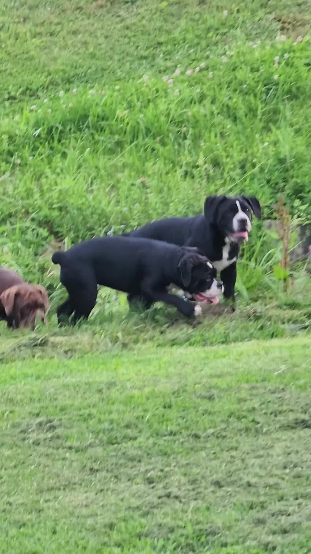 Olde English Bulldogge dogs for sale: Olde English Bulldogge Puppy 3 - Video 2