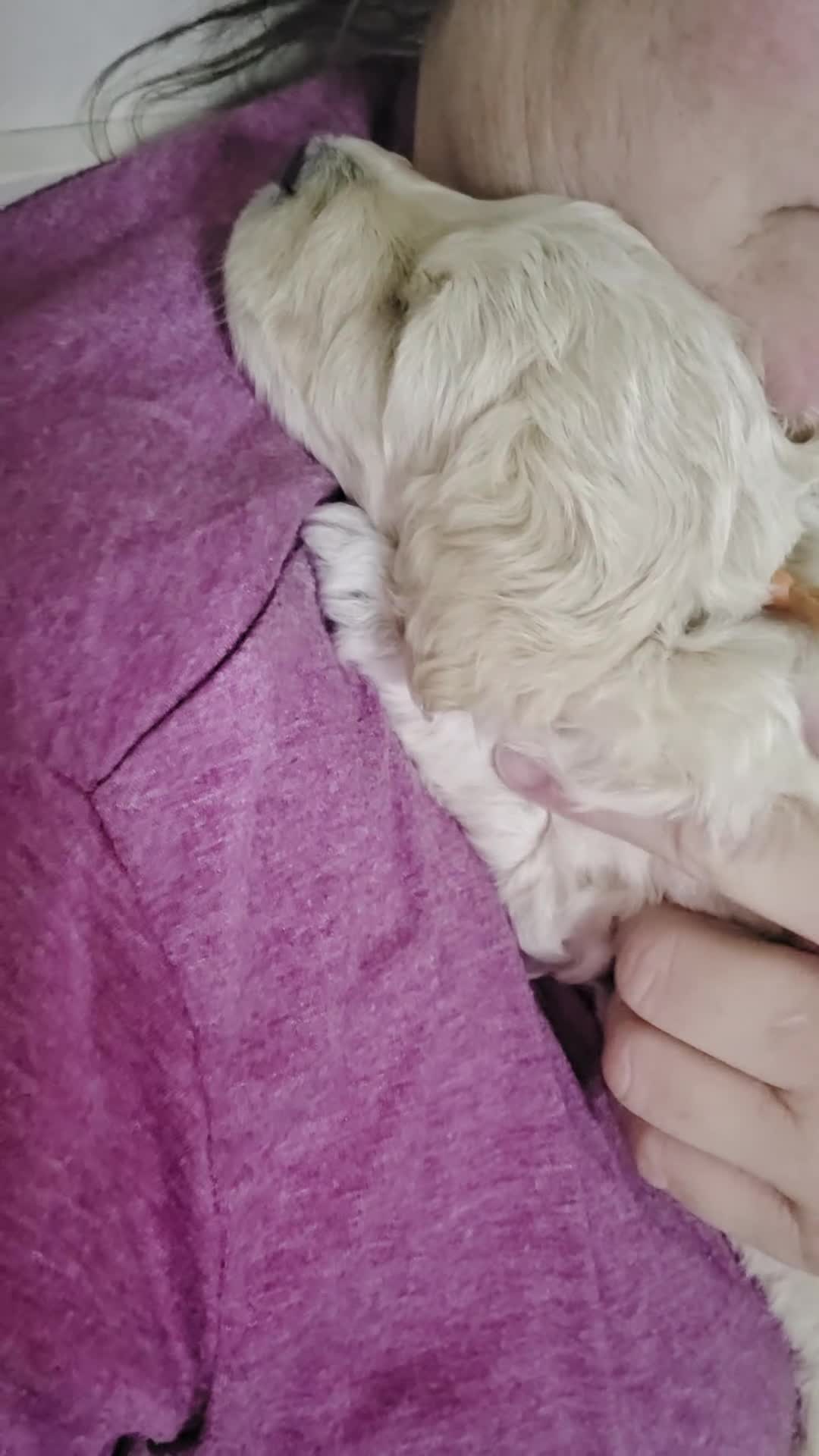 Mini Goldendoodle dogs for sale: Aspen - Video 1