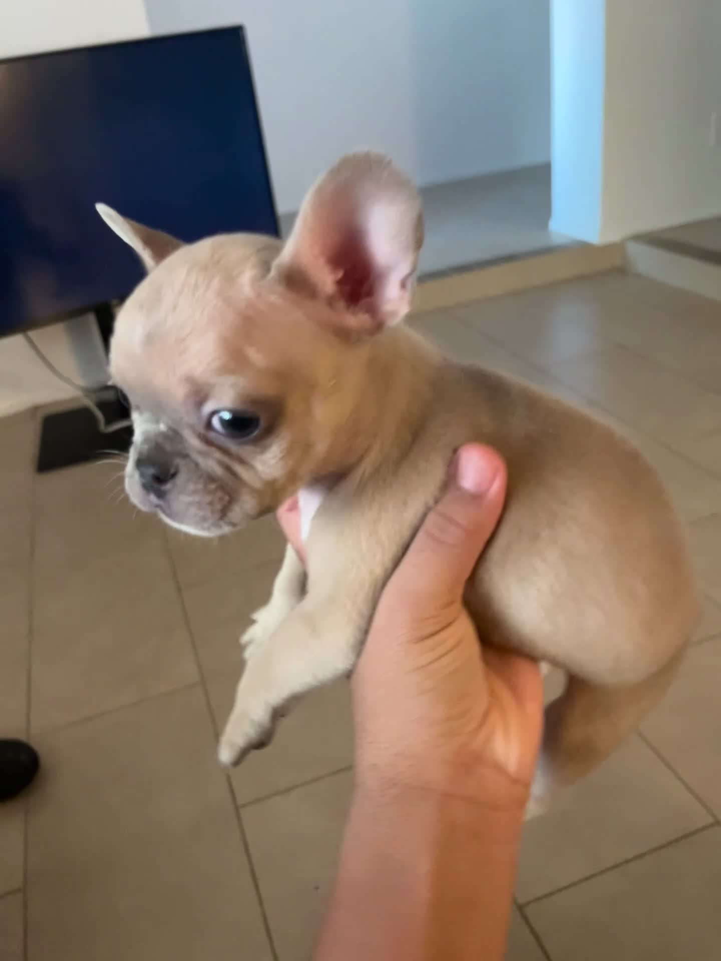 French Bulldog dogs for sale: French Bulldog 2 - Video 1