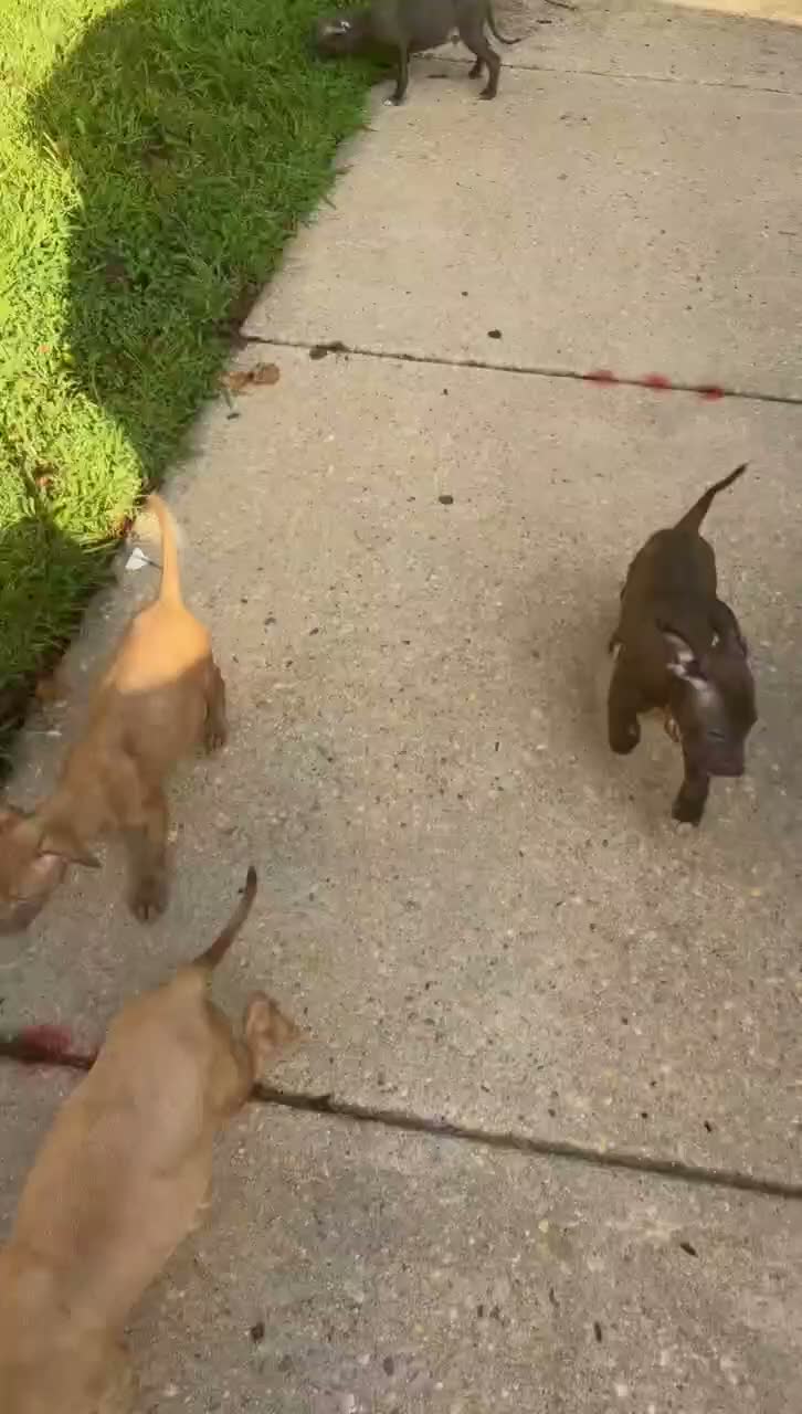 Mixed Breed dogs for sale: Simba  - Video 1