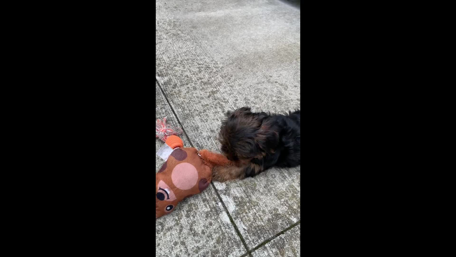 Yorkshire Terrier dogs for sale: Chase - Video 1