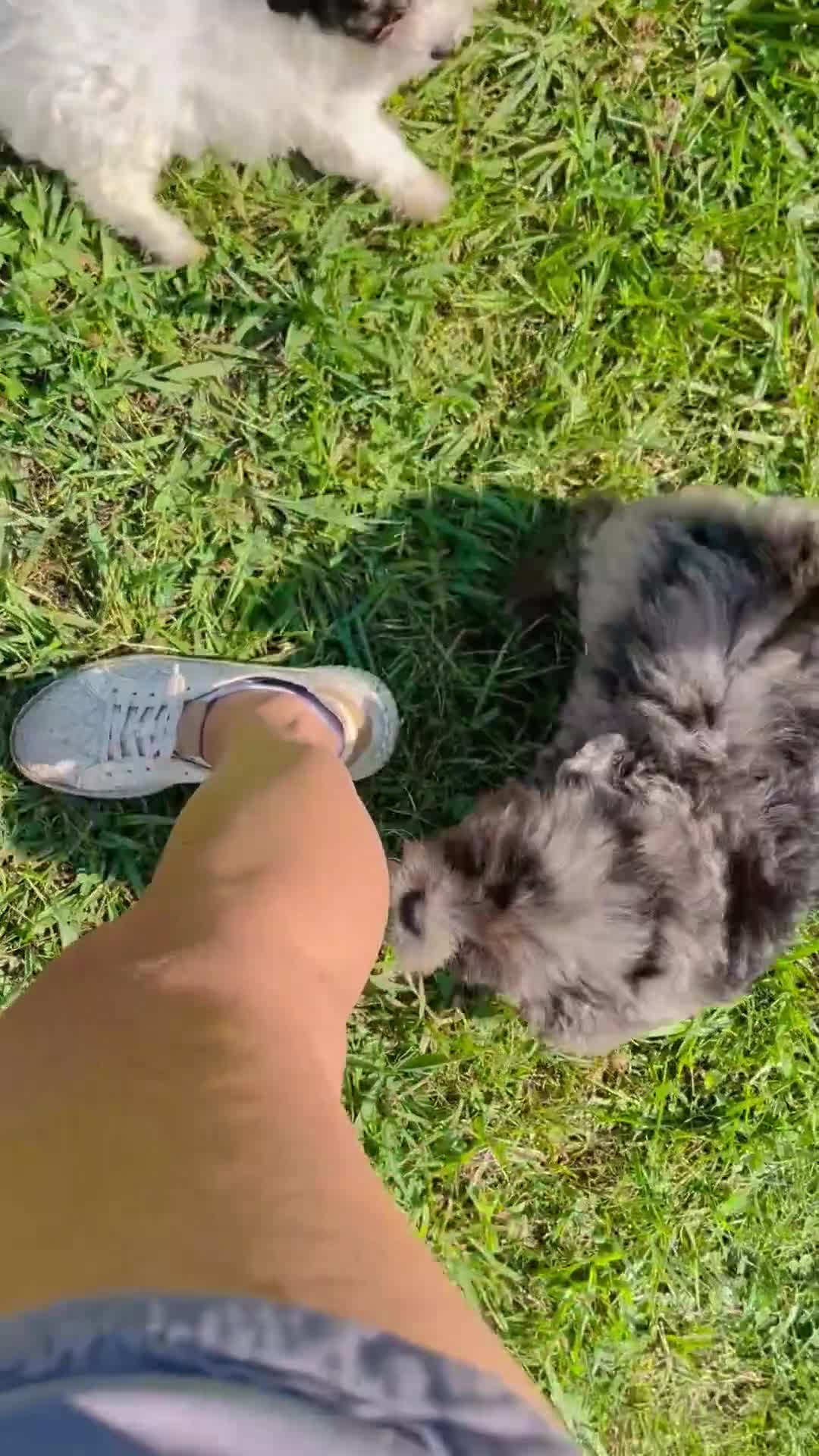 Mini Bernedoodle dogs for sale: Zeus-Mini Bernedoodle 2 - Video 3