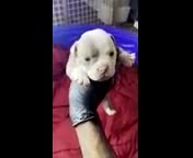 American Bully dogs for sale: Lilac - Video 1
