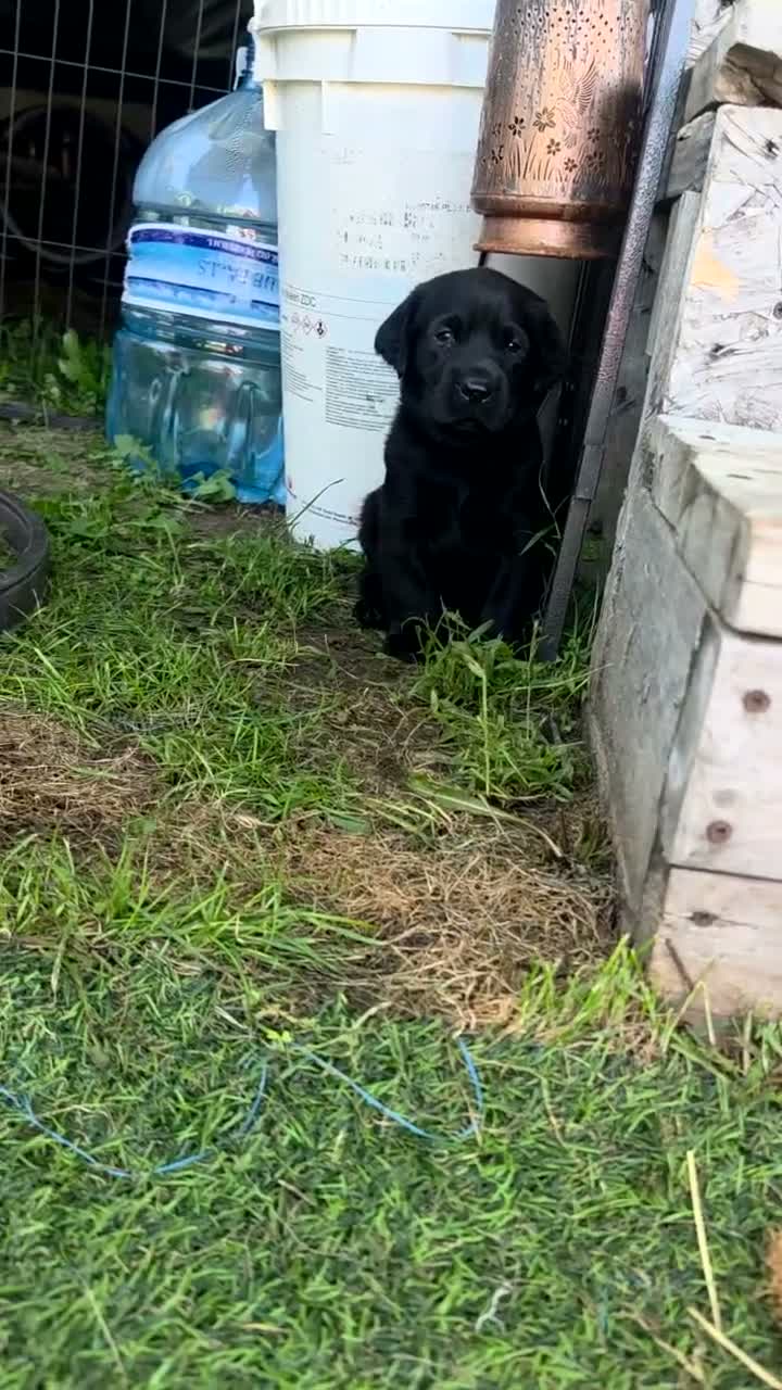 Labrador Retriever dogs for sale: Labrador Retriever 1 - Video 1