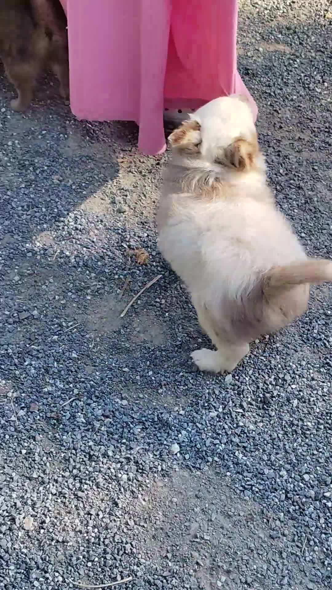 Pomchi dogs for sale: Snickers - Video 2