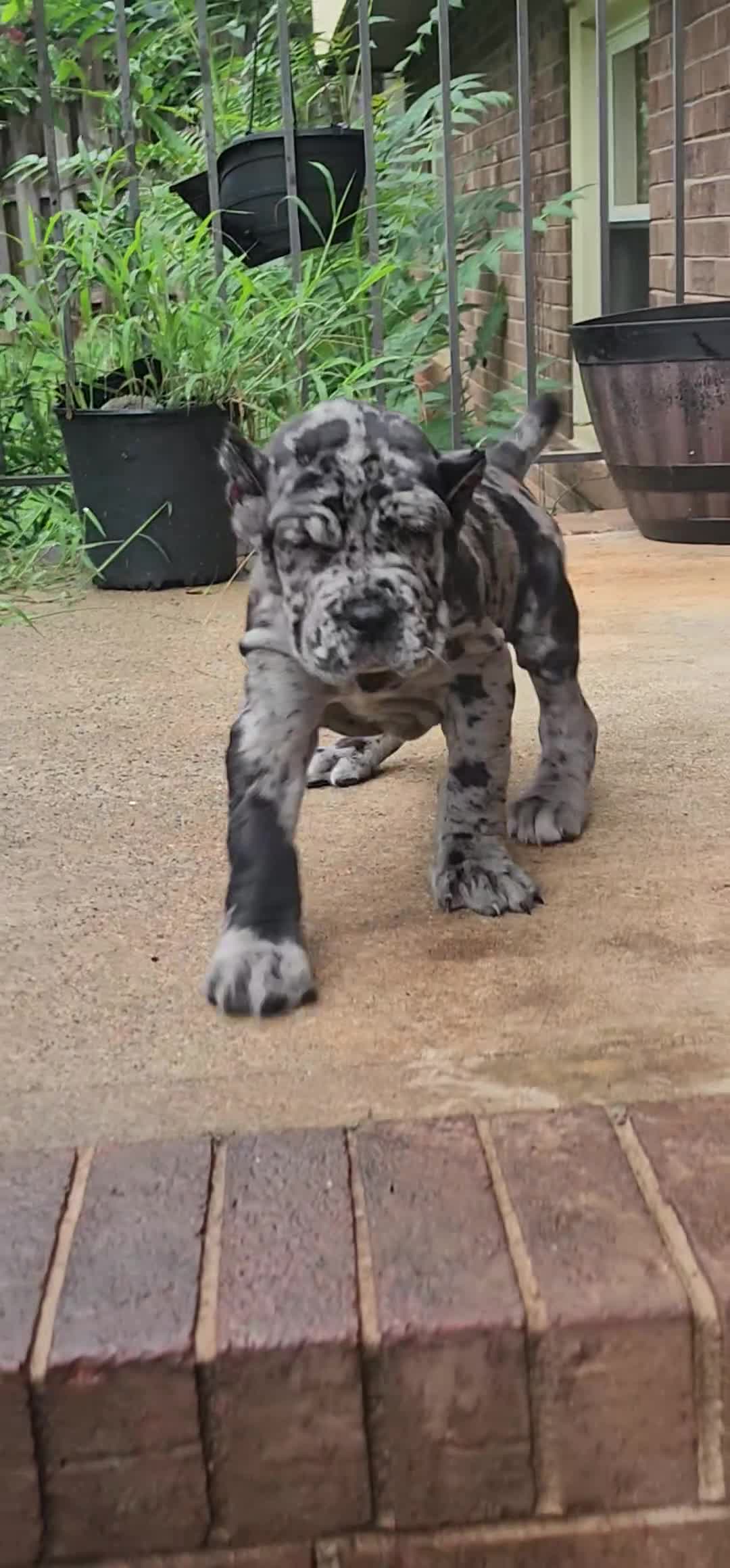 Cane Corso dogs for sale: Kobe - Video 1