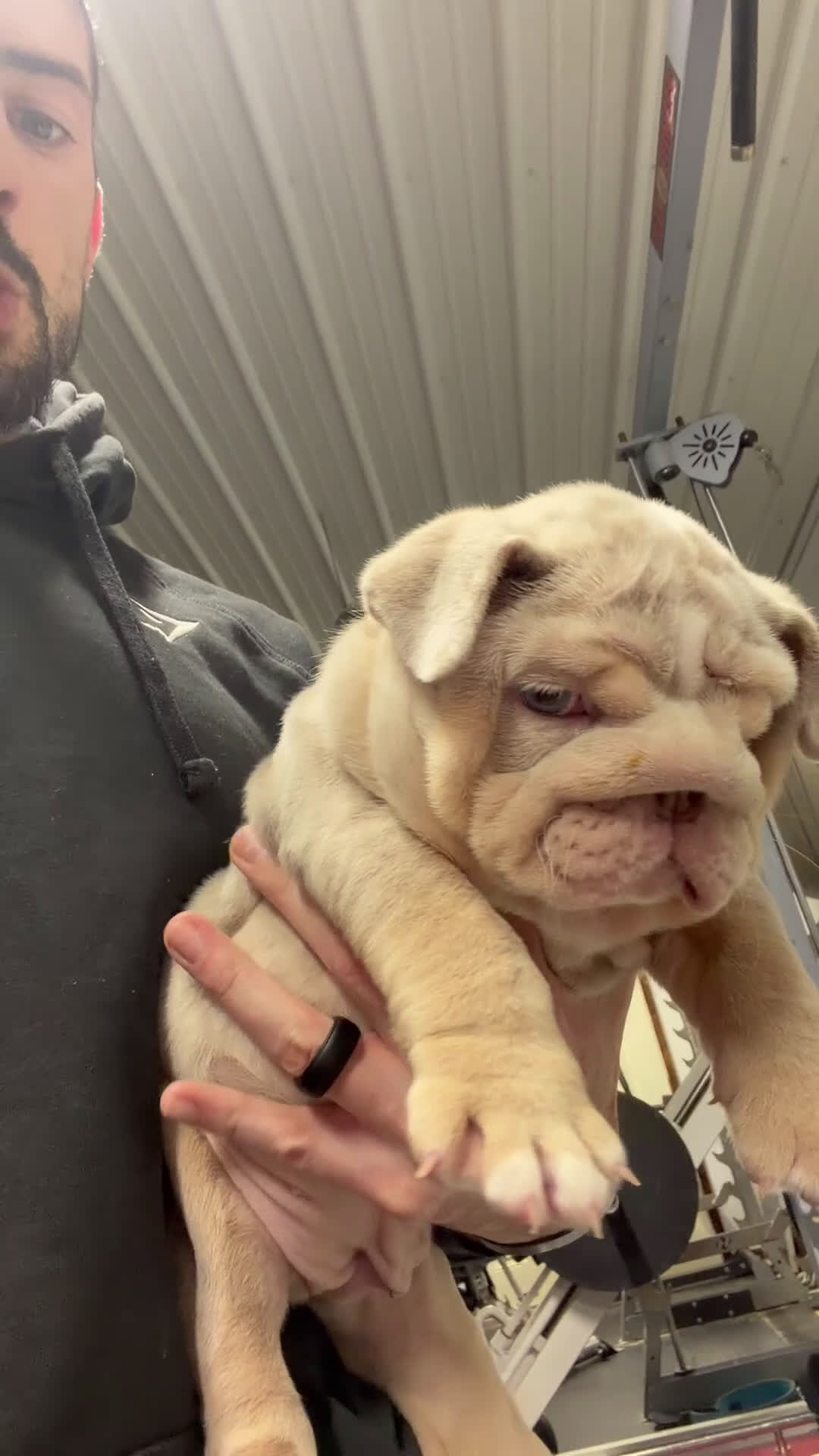 English Bulldog dogs for sale: Hippo - Video 1