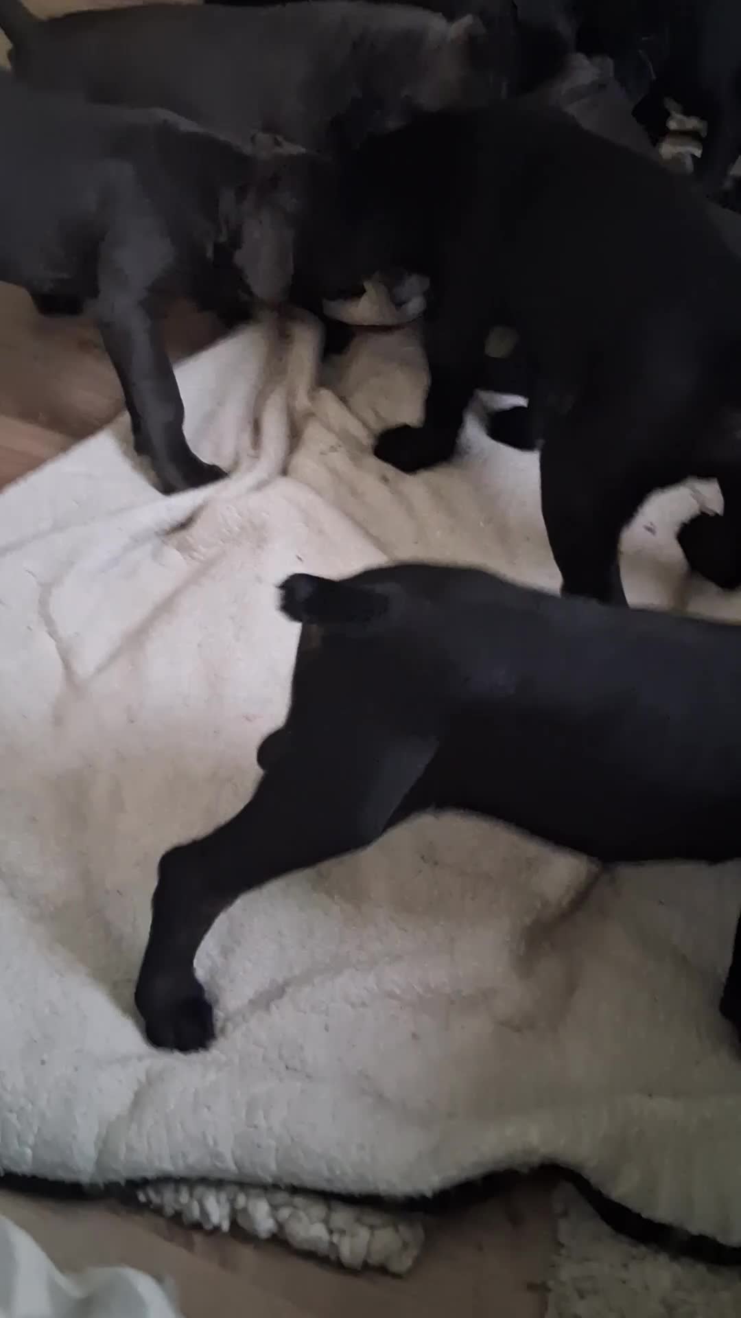 Cane Corso dogs for sale: Cane Corso 6 - Video 3