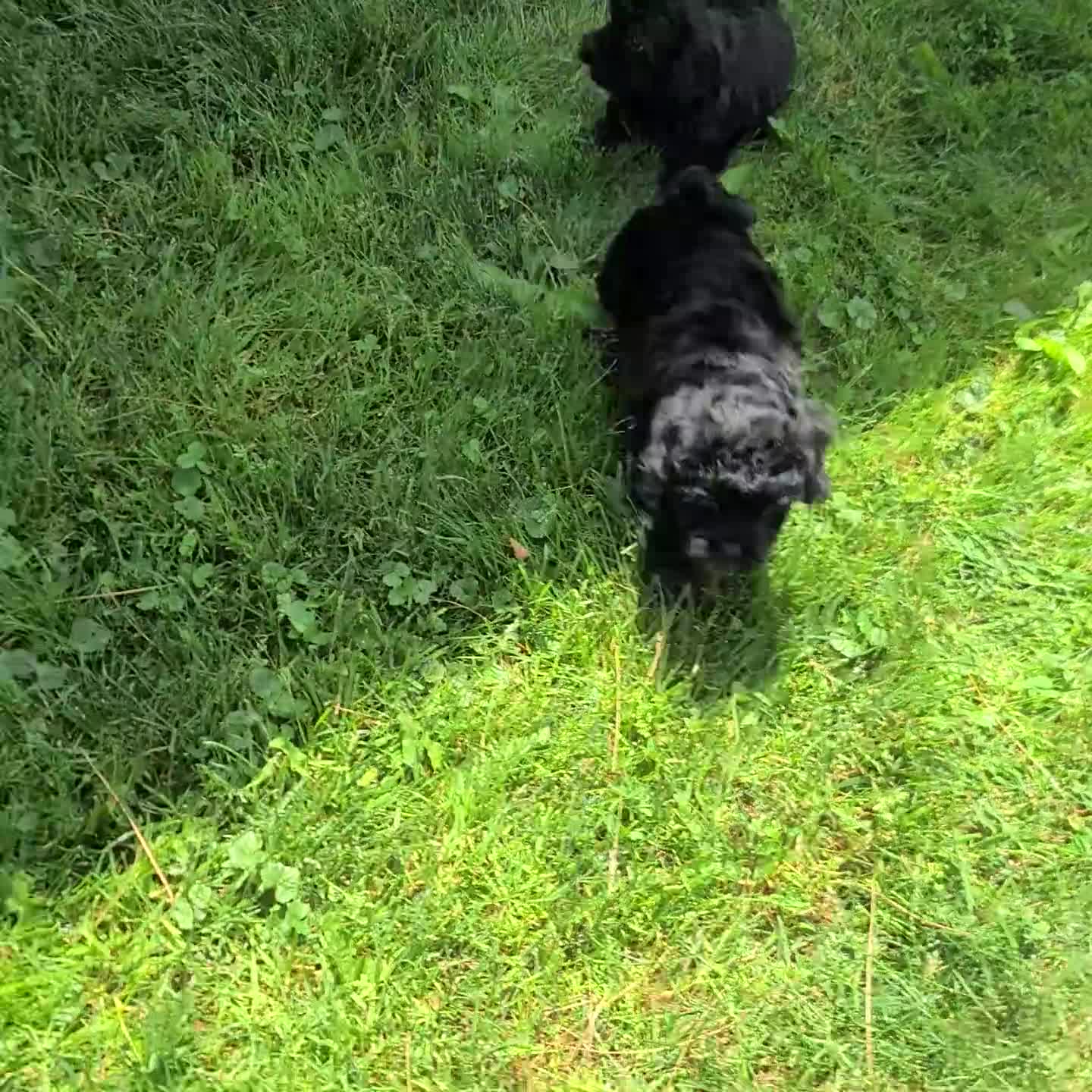 Maltipoo dogs for sale: Franices - Video 1