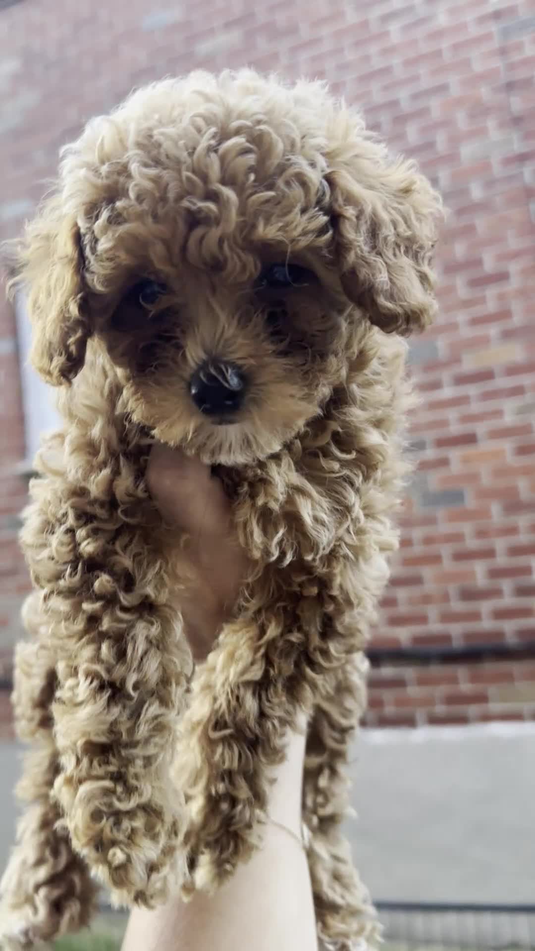 Toy Poodle dogs for sale: Tiny Feona- POTTY TRAINED_ AKC Genetically tested Parents - Video 1