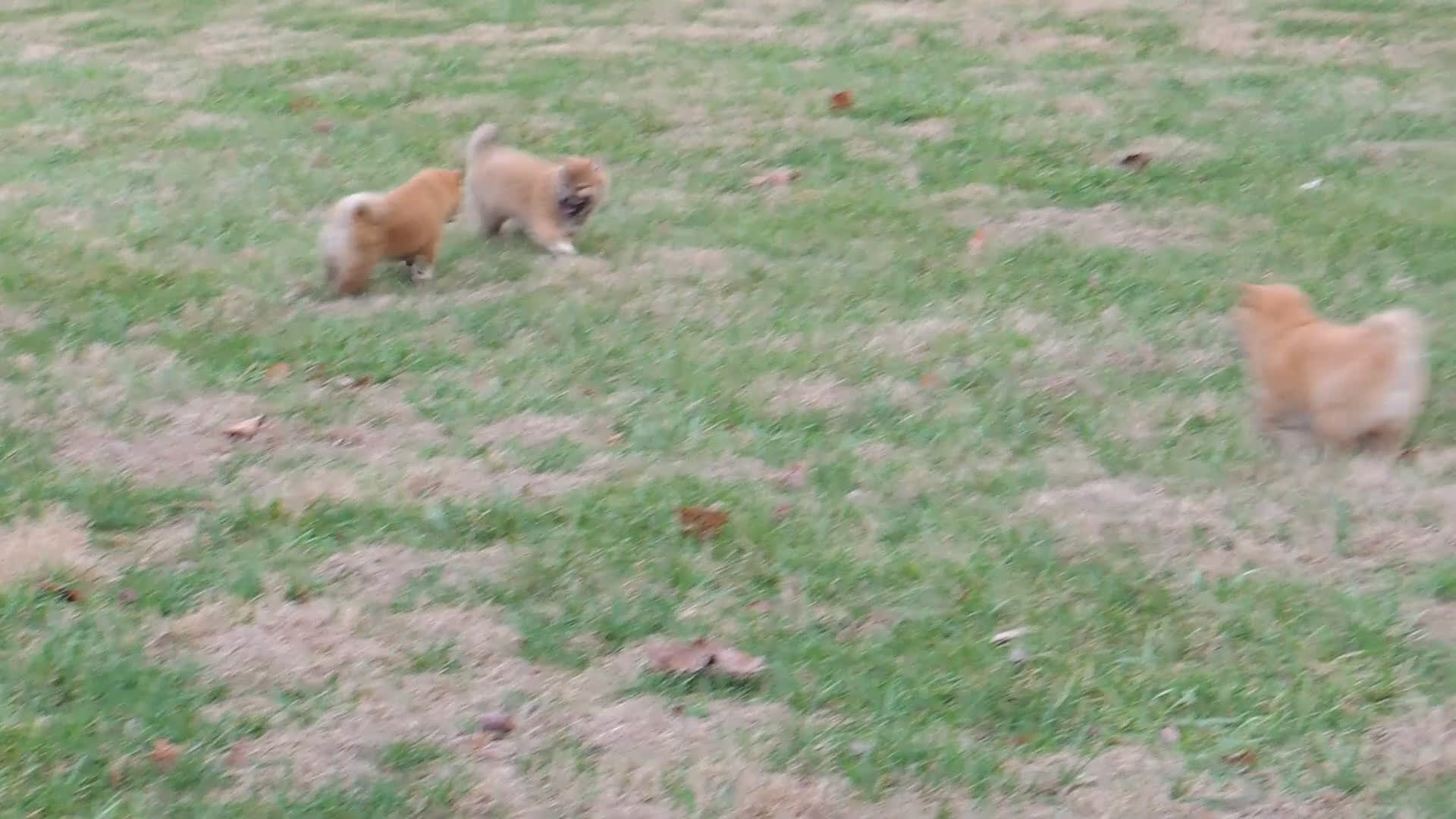 Shiba Inu dogs for sale: DAKOTA - Video 4