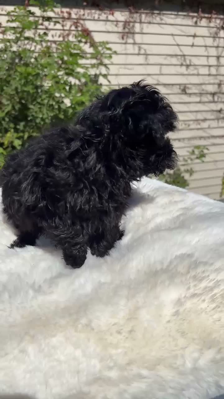 Yorkiepoo dogs for sale: Yorkiepoo 2 - Video 1