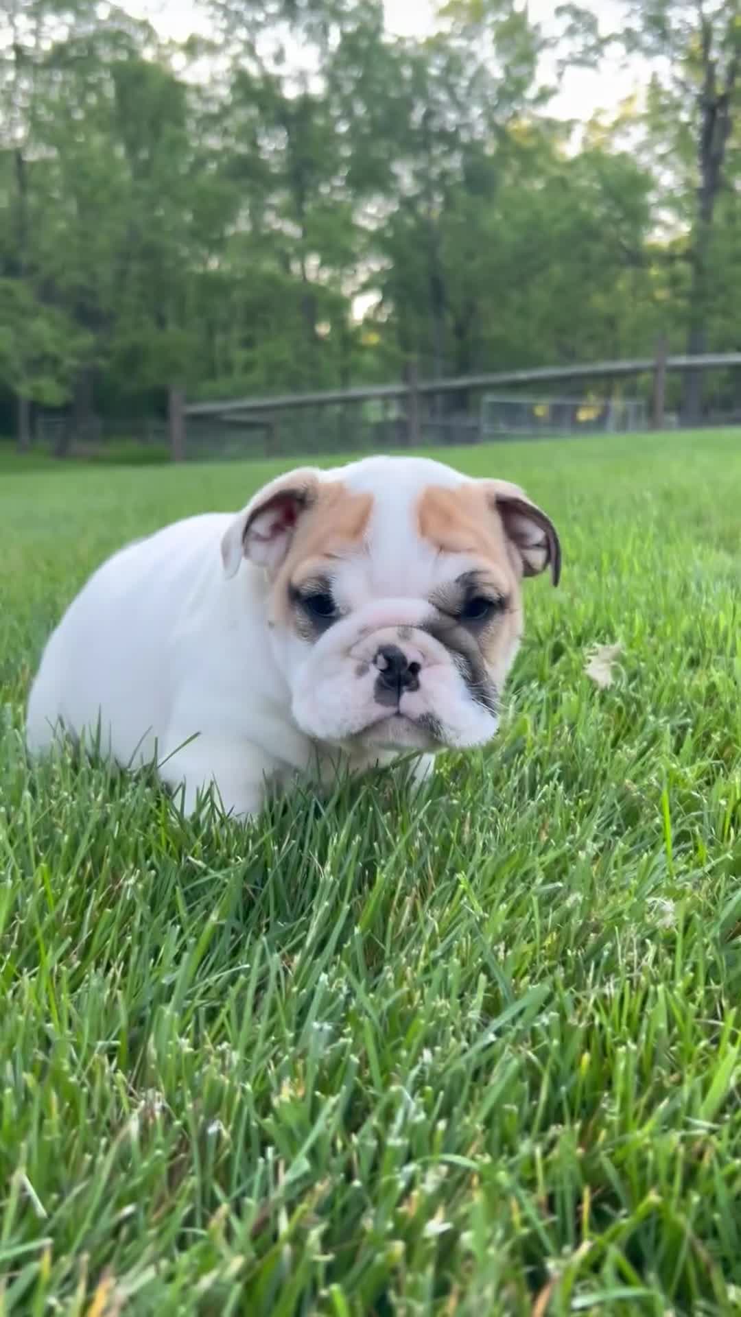 English Bulldog dogs for sale: Zane - Video 1