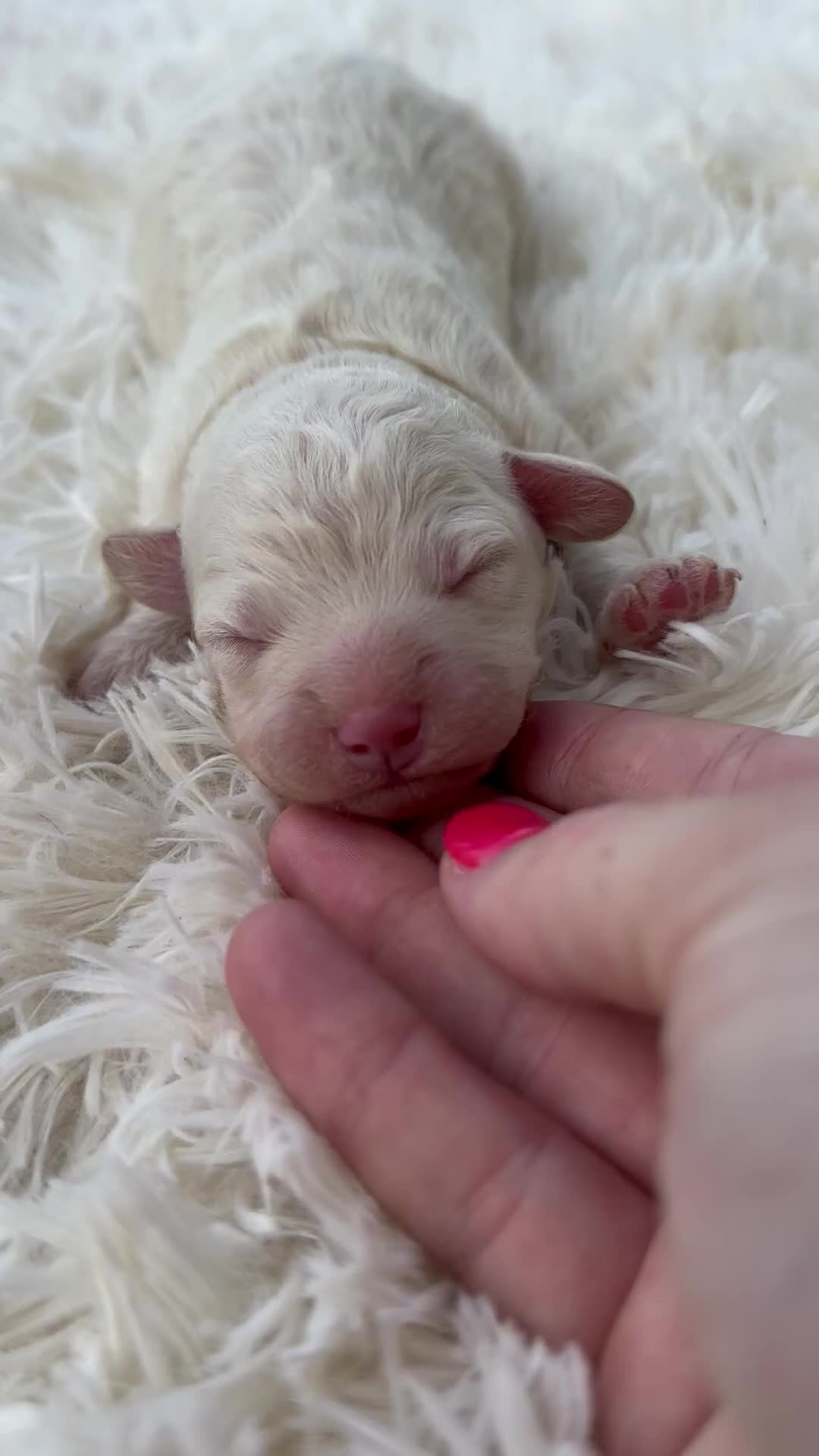 Mini Aussiedoodle dogs for sale: Stryker - Micro Mini F1b - Video 7