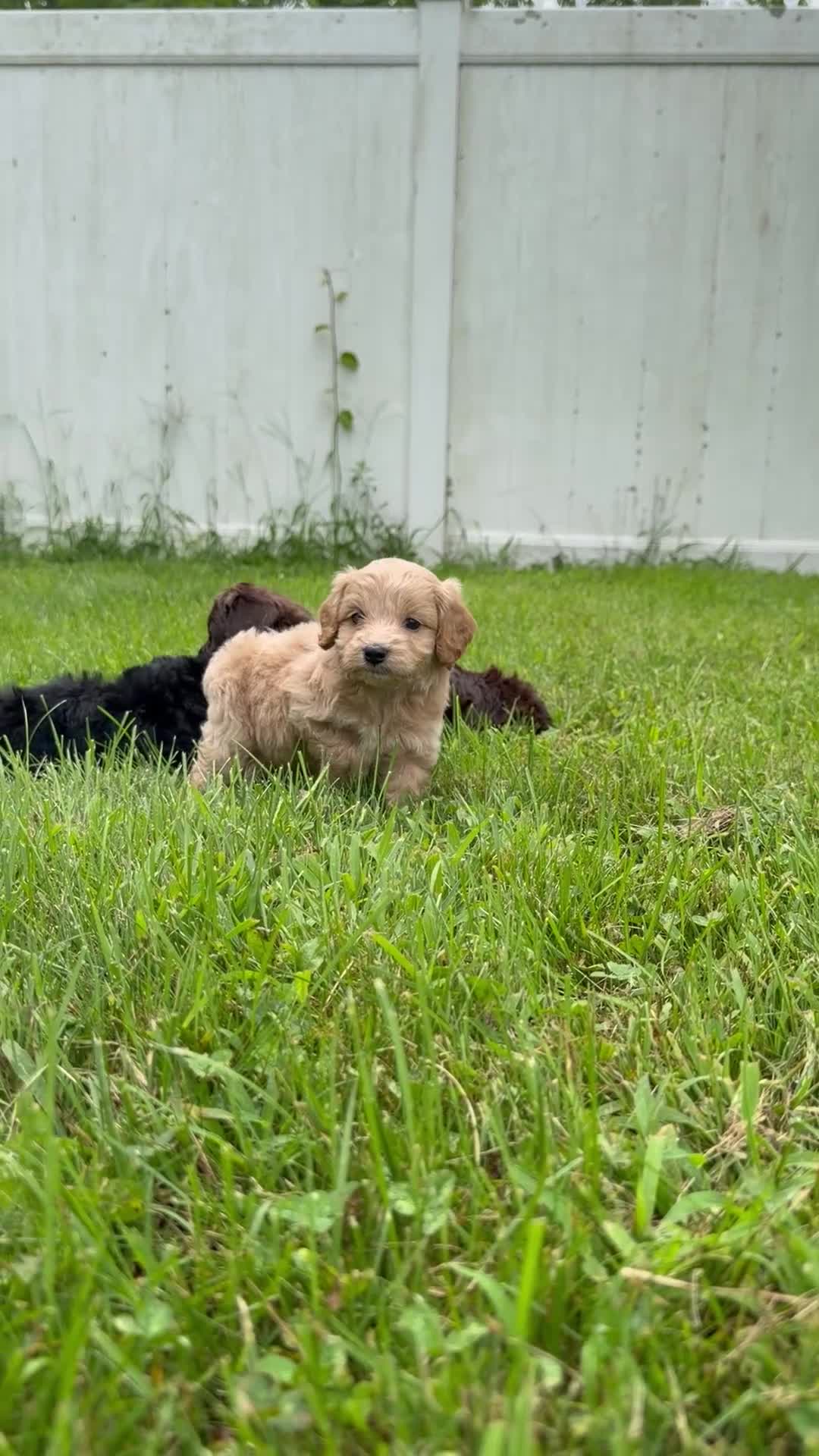 Cockapoo dogs for sale: Nora - Video 4