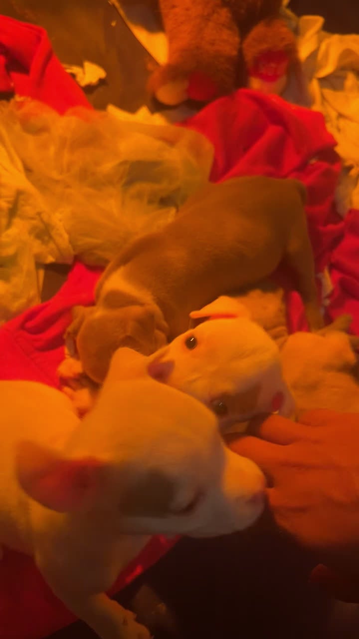 American Bully dogs for sale: American Bully Puppy 2 - Video 1