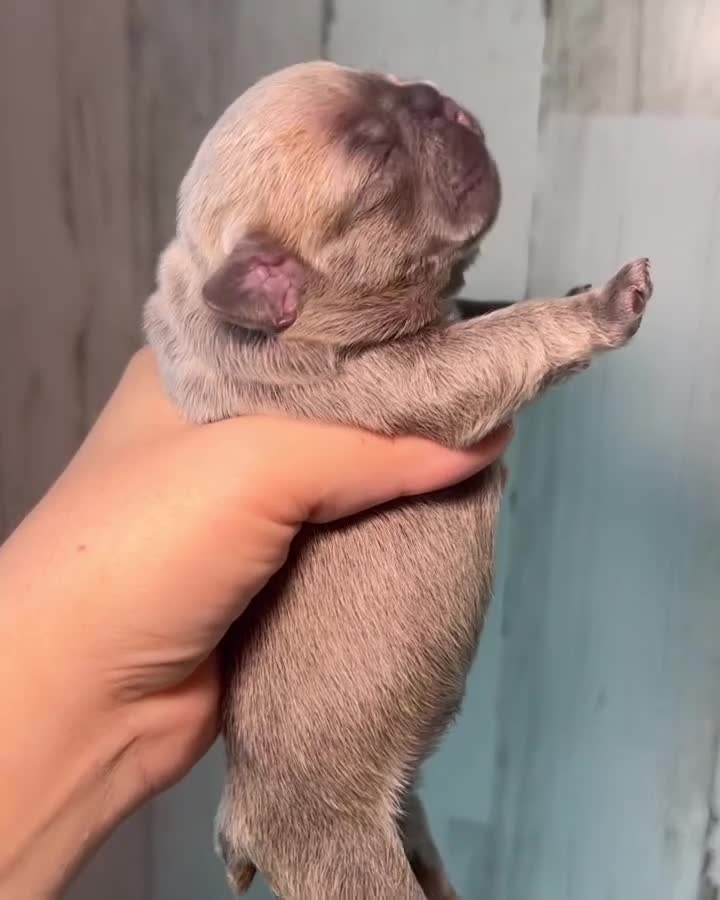 French Bulldog dogs for sale: Midnight Groove’s One In A Million-Merle - Video 4