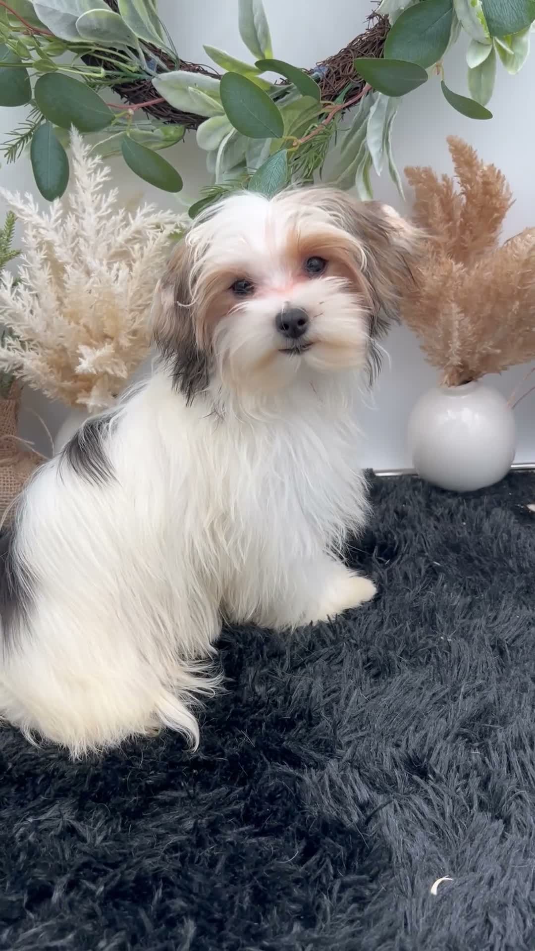 Morkie dogs for sale: Daffey the beautiful little Morkie - Video 2