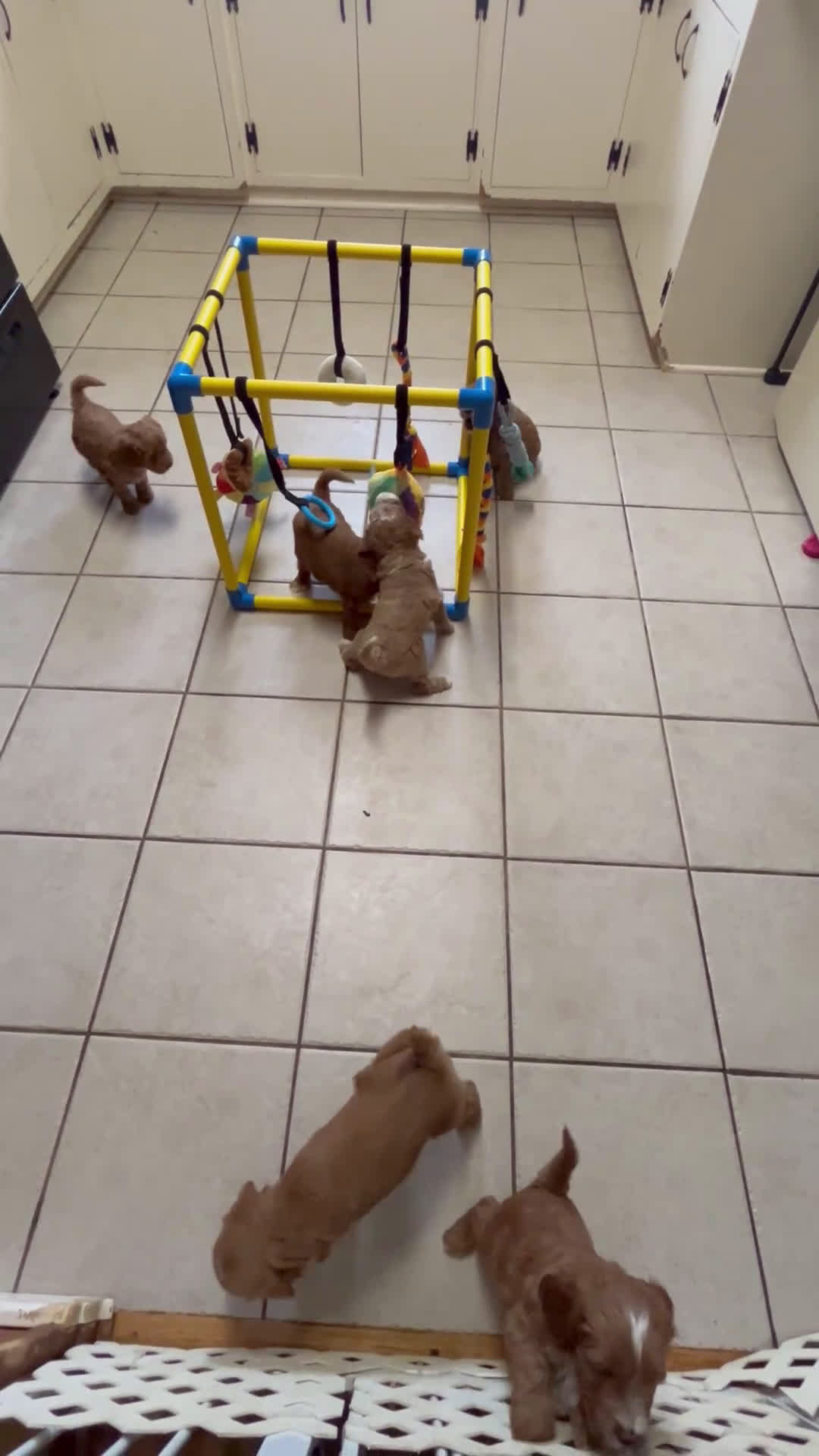 Mini Goldendoodle dogs for sale: Petite Darling Mini Goldendoodle Puppy 6 - Video 2