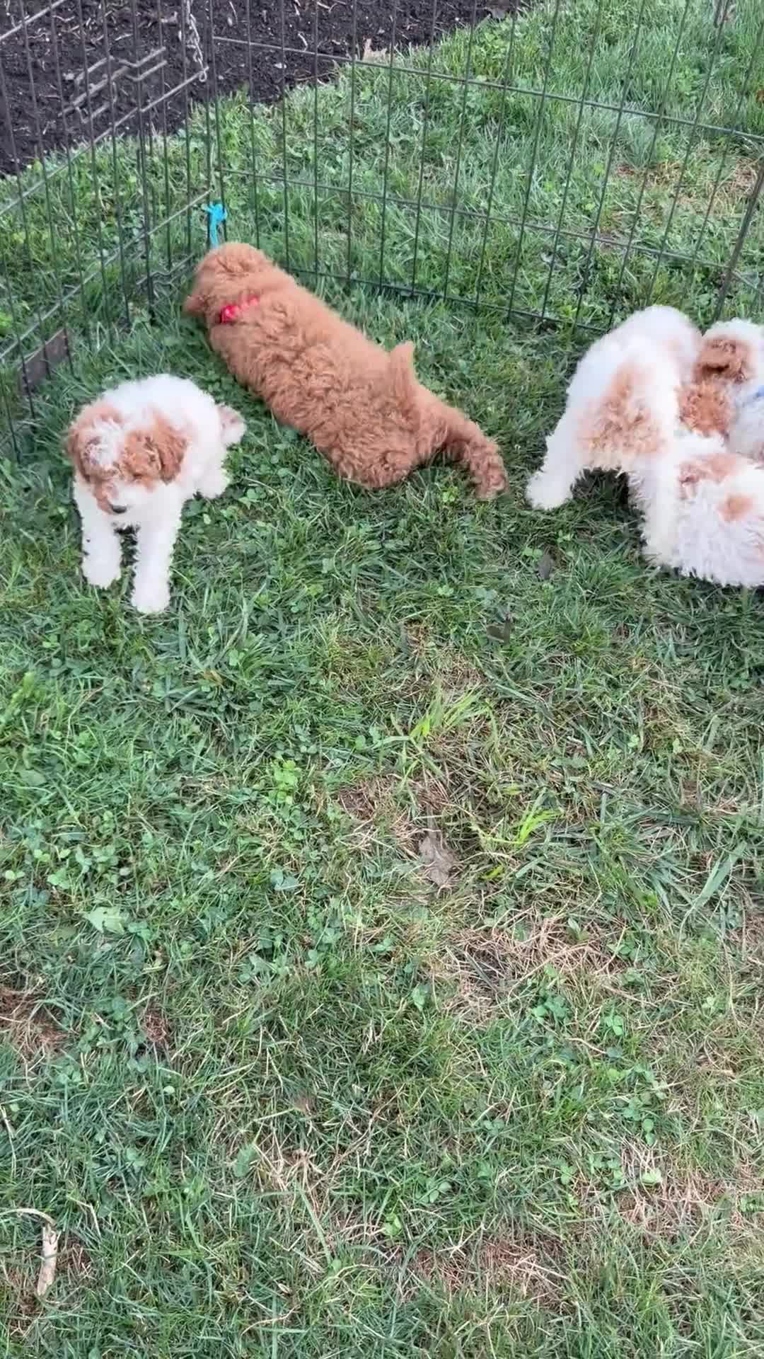 Miniature Poodle dogs for sale: Miniature Poodle 3 - Video 2