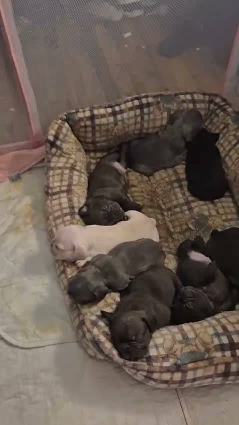 French Bulldog dogs for sale: French Bulldog 1 - Video 1