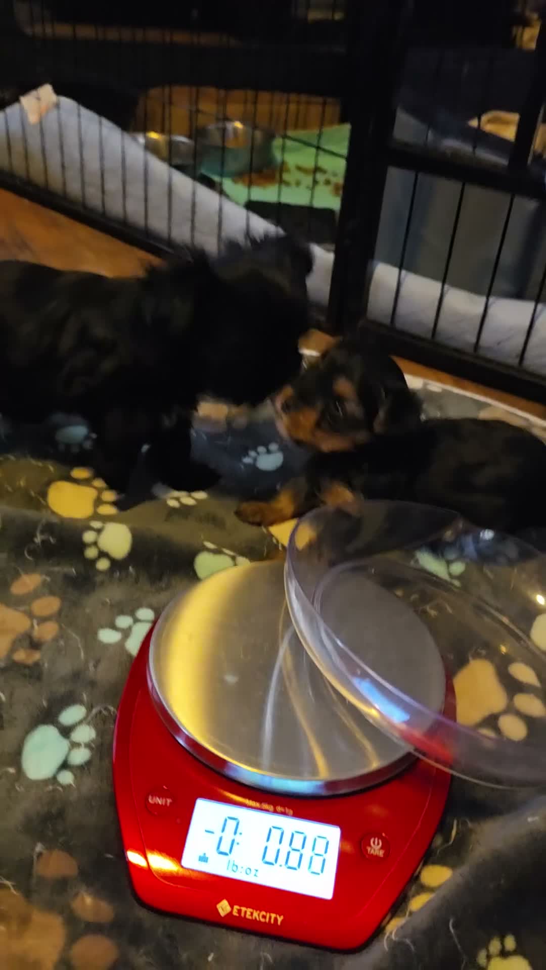 Yorkshire Terrier dogs for sale: Yorkshire Terrier 2 - Video 1