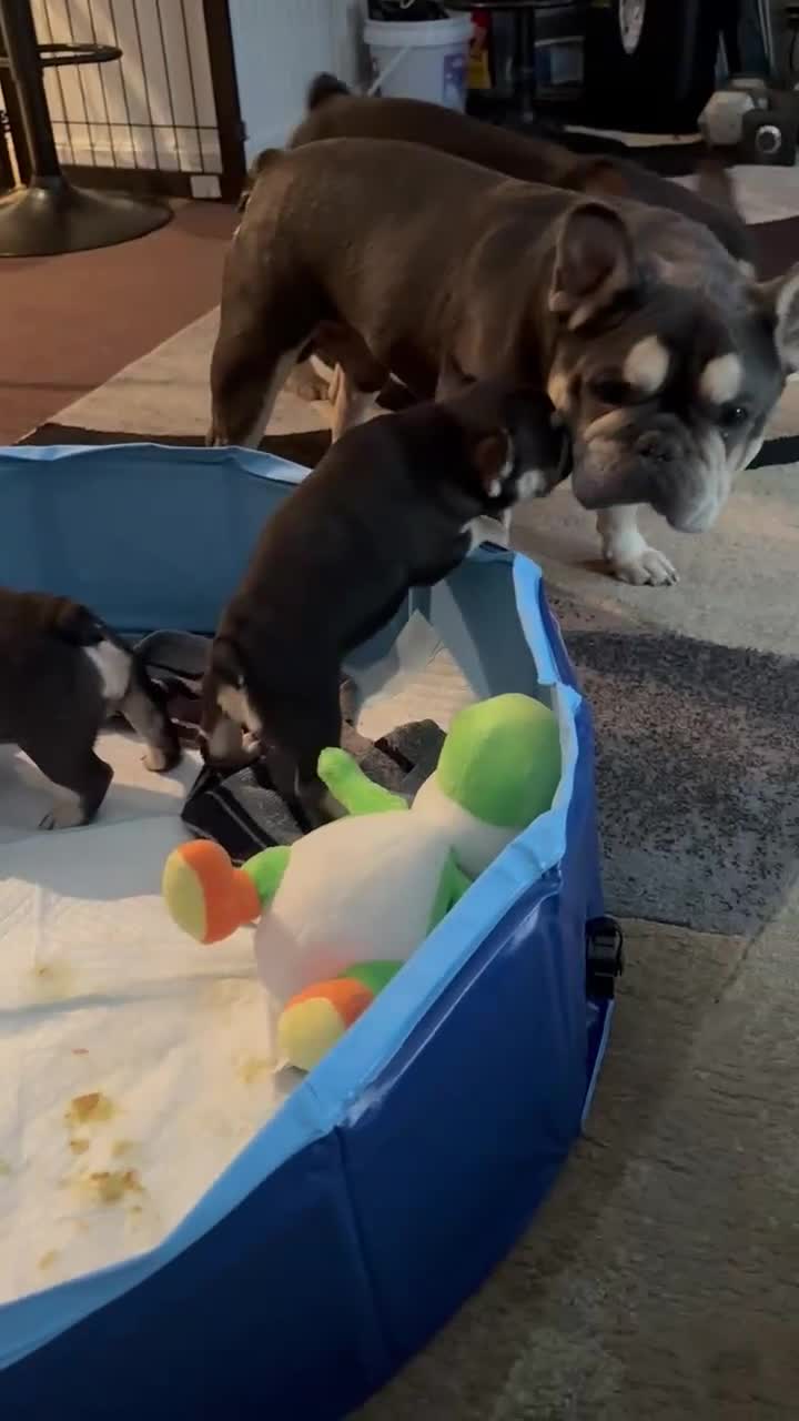 French Bulldog dogs for sale: French Bulldog Puppy 2 - Video 1