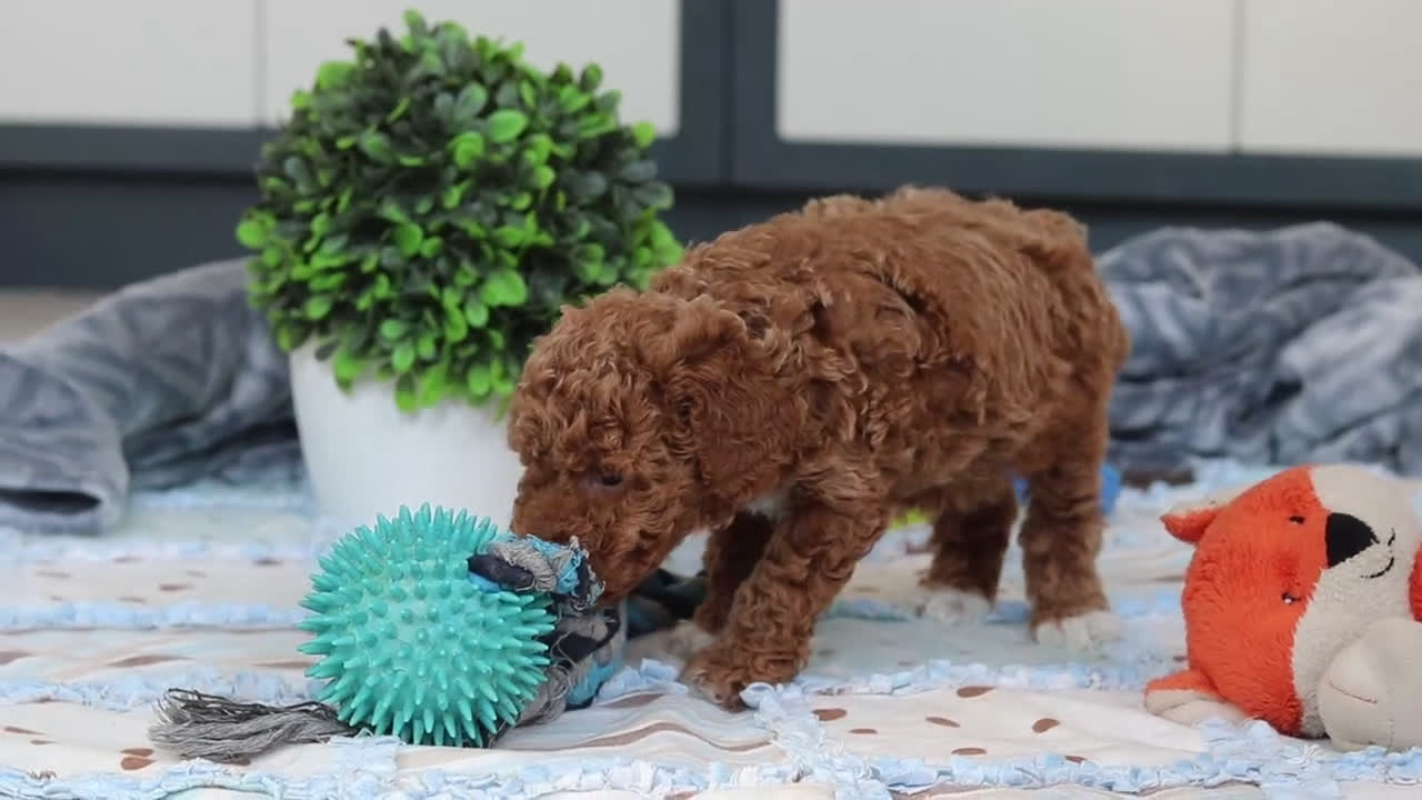 Mini Goldendoodle dogs for sale: Noli - Video 5