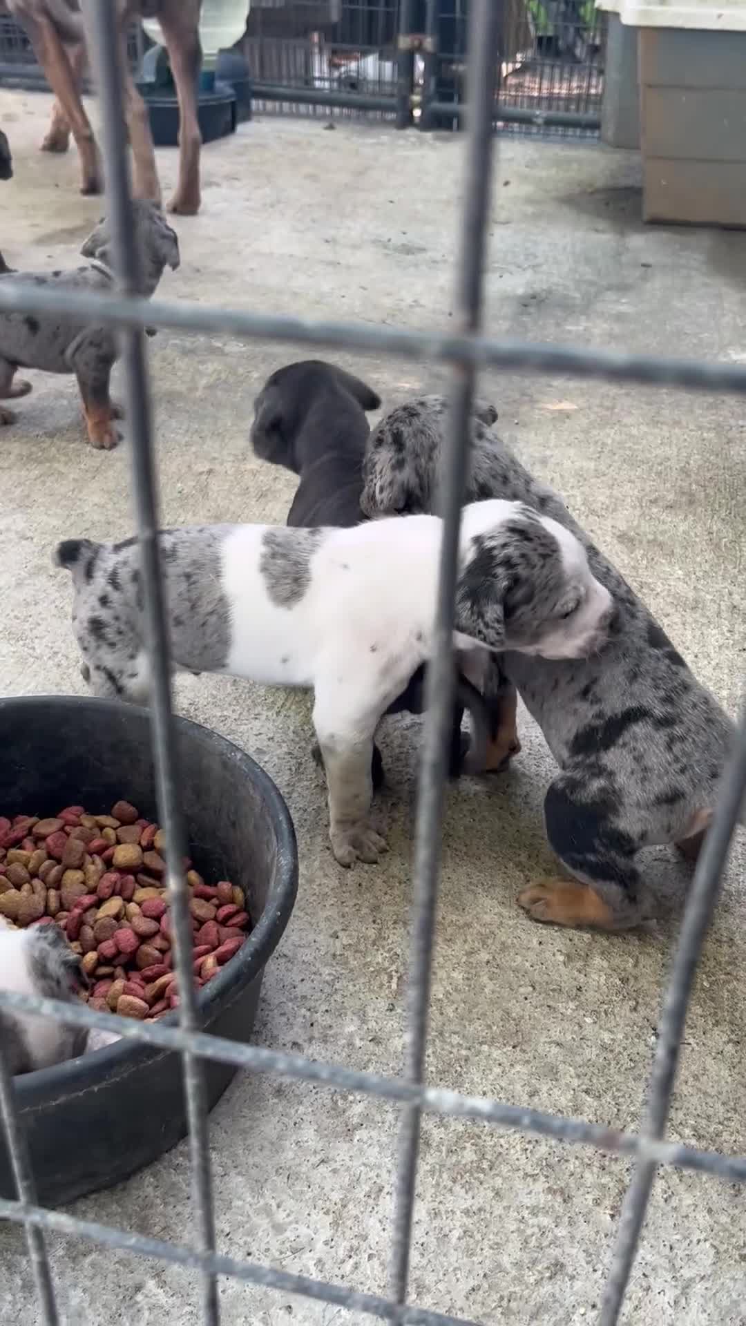 Catahoula Leopard Dog dogs for sale: Catahoula Leopard Dog Puppy 3 - Video 1