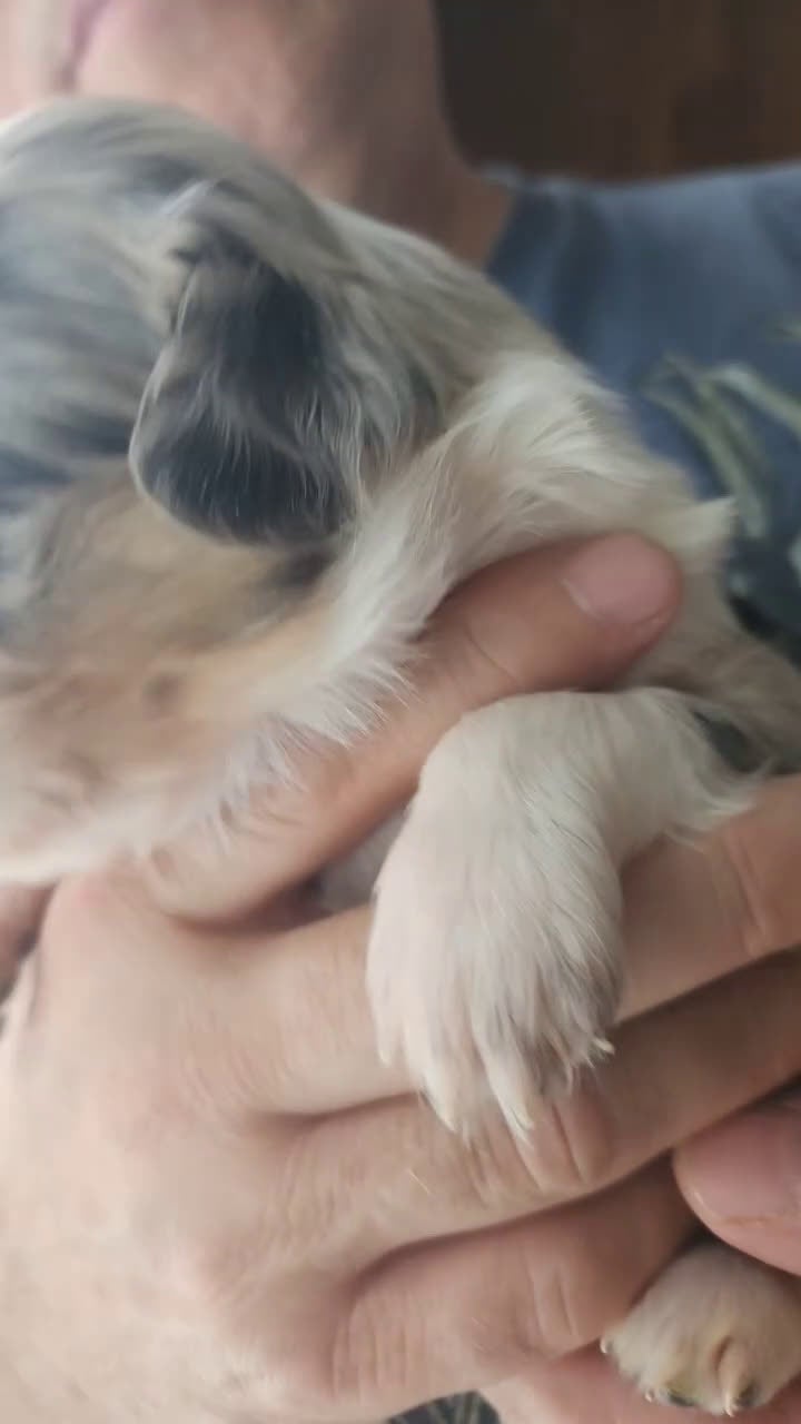 Miniature Australian Shepherd dogs for sale: Miniature Australian Shepherd Puppy 3 - Video 4