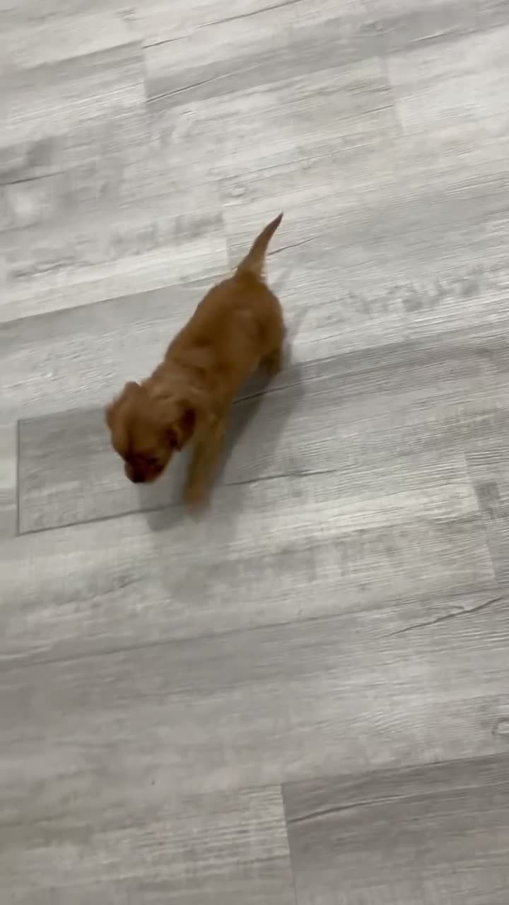 Cavalier King Charles Spaniel dogs for sale: Finn - Video 1