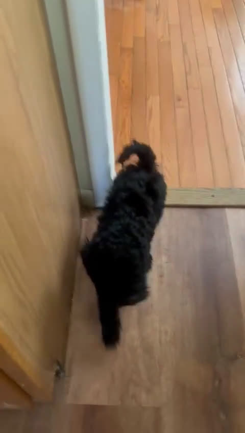 Cockapoo dogs for sale: Milo  - Video 1