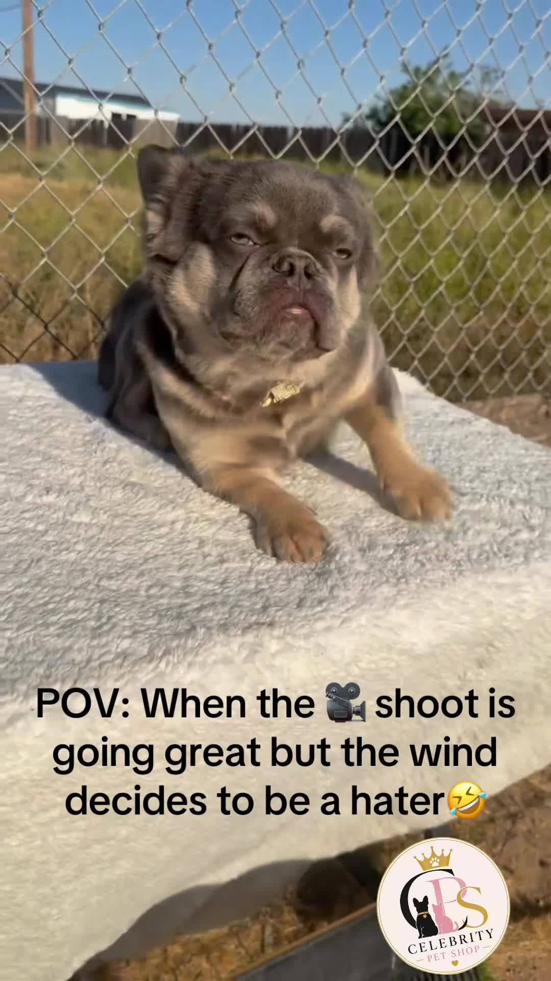 French Bulldog dogs for sale: Rocky🩶Rare Lilac Tan Fluffy in LA, CA - USA DELIVERY & FINANCING OPTIONS AVAILABLE! - Video 4