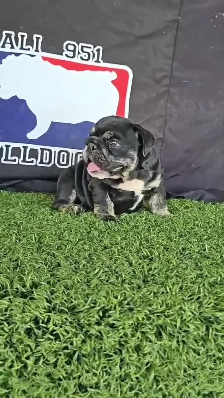 English Bulldog dogs for sale: BUBBLES - BLACK TAN TRI MICRO IN CALI - USA DELIVERY - Video 2