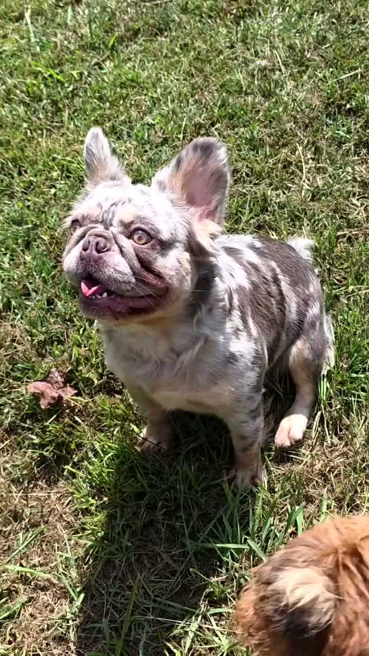 French Bulldog dogs for sale: Fluffy Nippet  - Video 1