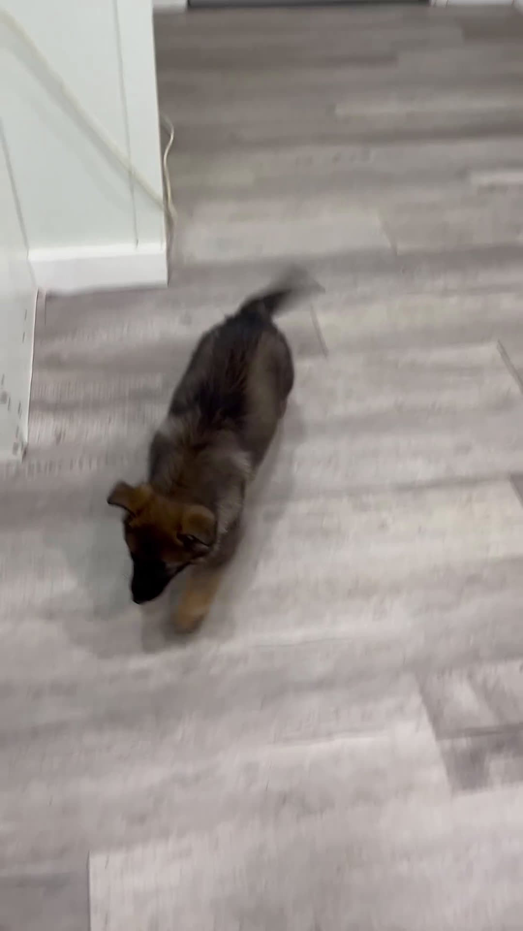 German Shepherd dogs for sale: Biffy - Video 1