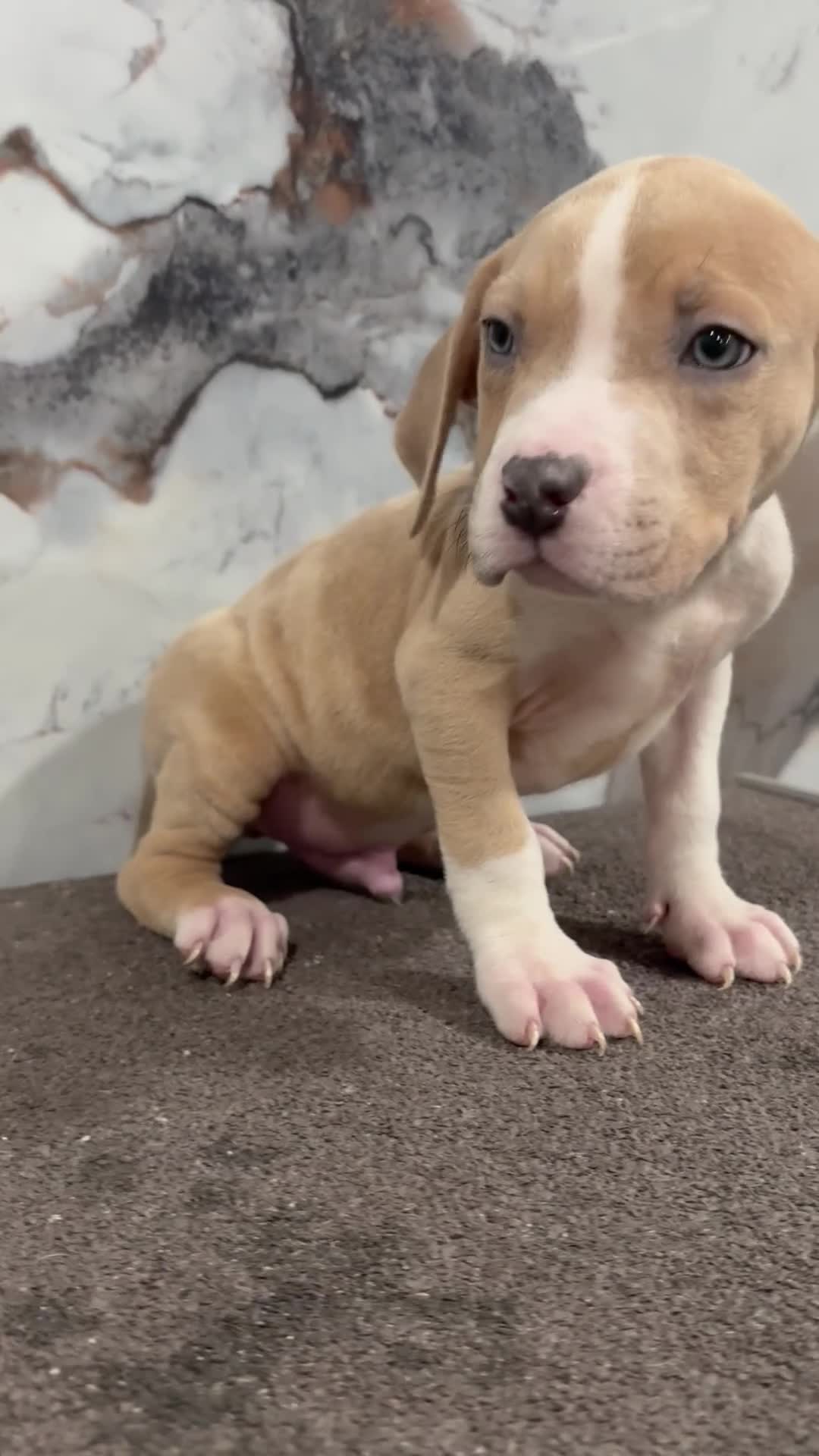 American Bully dogs for sale: Merle marly - Video 1