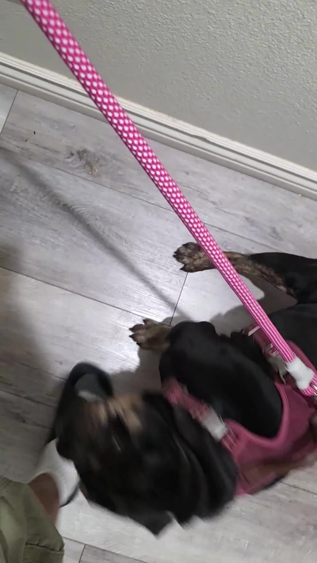 English Bulldog dogs for sale: English Bulldog 11 months totally trained  - Video 1