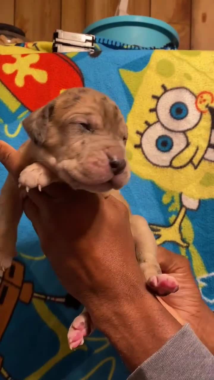 Great Dane dogs for sale: Great Dane Puppy 1 - Video 1