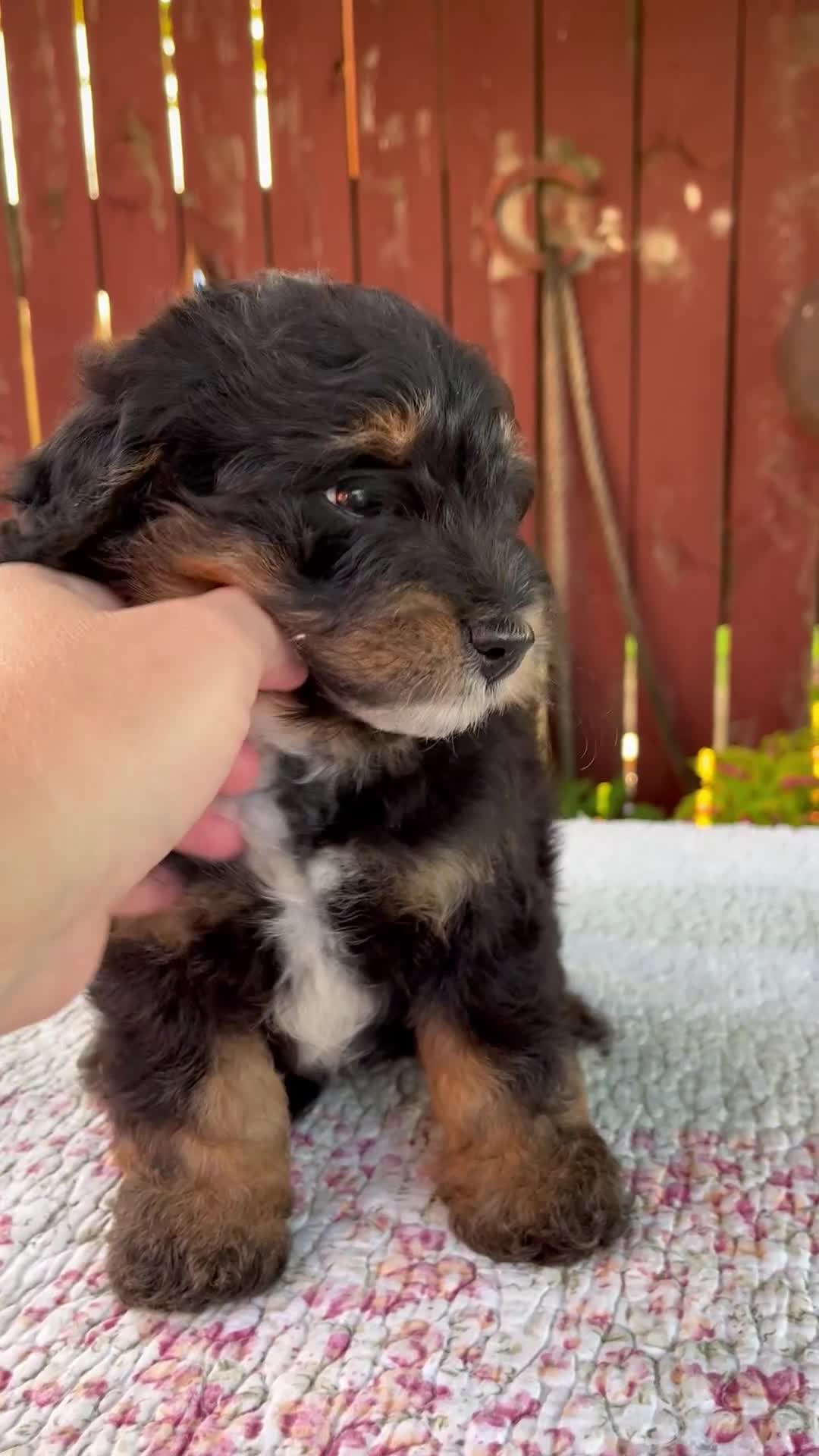 Mini Bernedoodle dogs for sale: Nehemiah - Video 1
