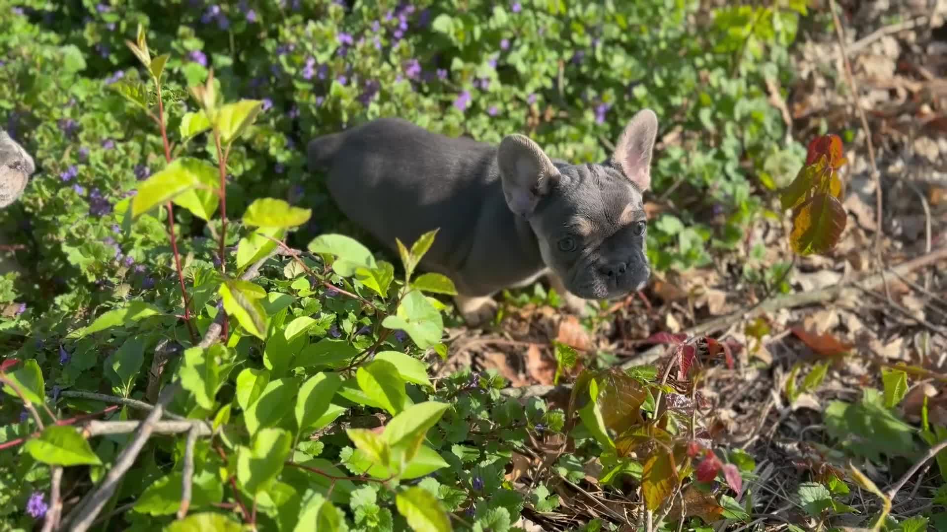 French Bulldog dogs for sale: Charlotte Mousse - Video 8