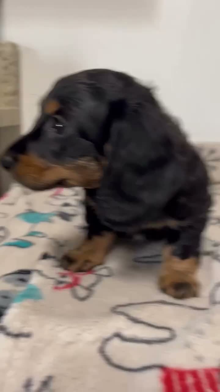 Miniature Dachshund dogs for sale:  Millie - Video 1