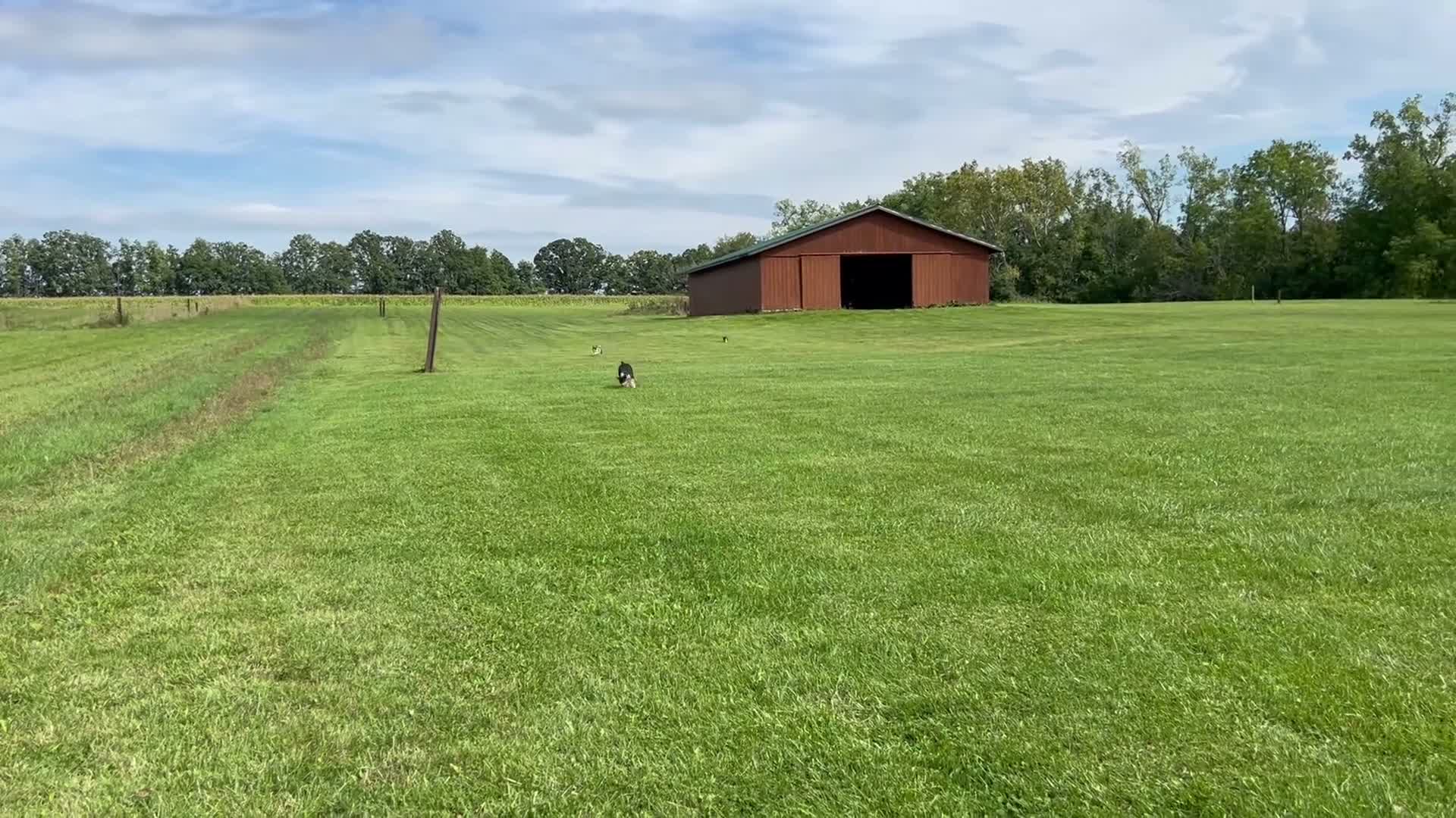 Rat Terrier dogs for sale: Old Dominion terrier George - Video 1