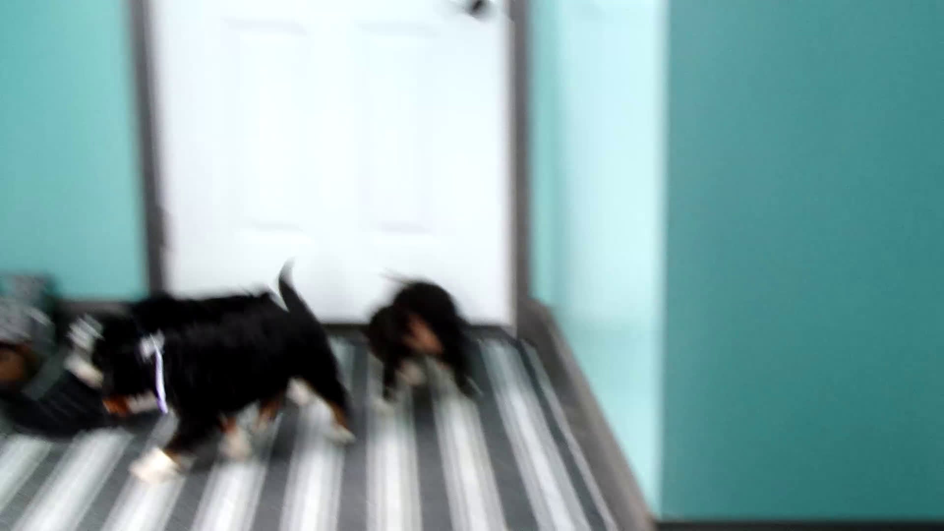 Mini Bernedoodle dogs for sale: Mini Berne-doodle Puppy 2 Blue - Video 1