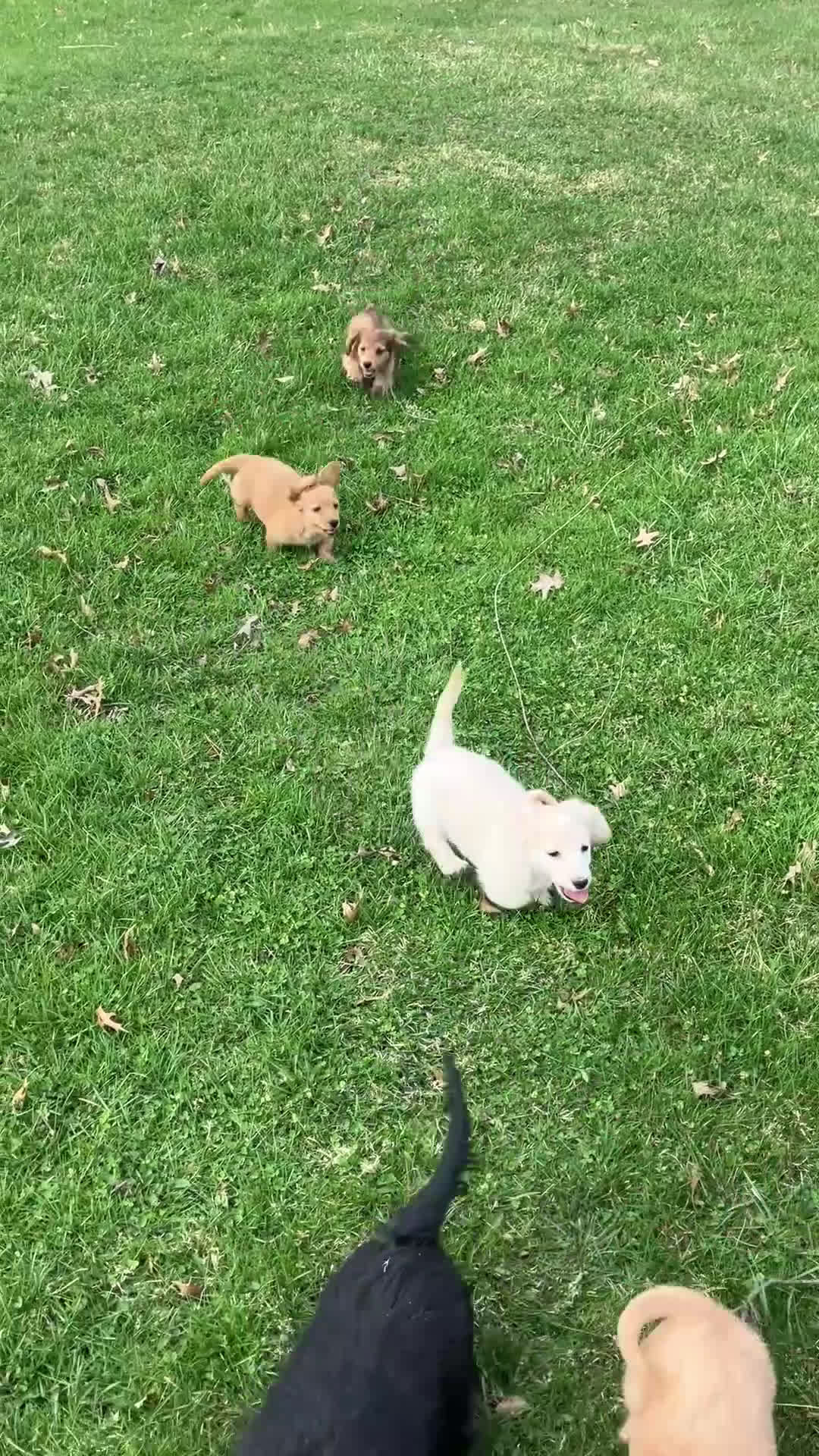 Miniature Dachshund dogs for sale: BABY KIWI OF SAINT CLOVERVILLE - Video 3