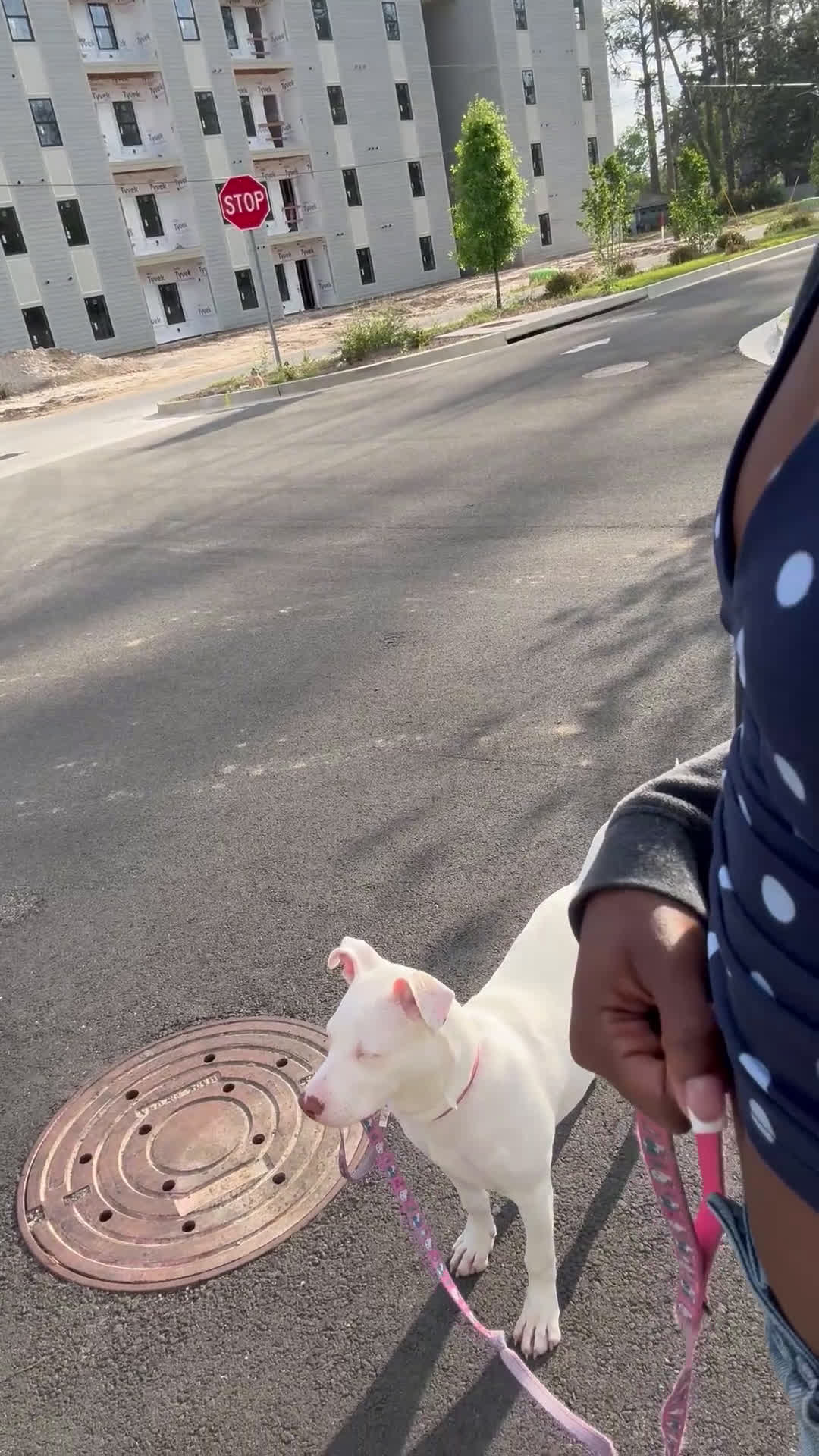 Mixed Breed dogs for sale: Sugar - Video 4