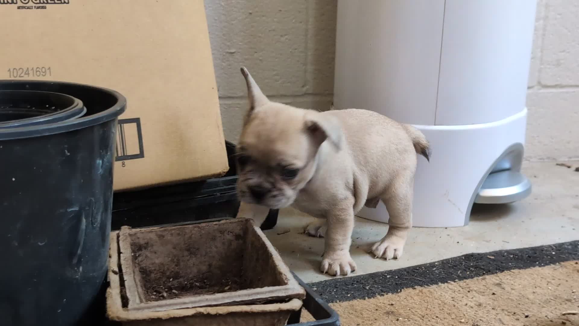 French Bulldog dogs for sale: Romy - Video 1