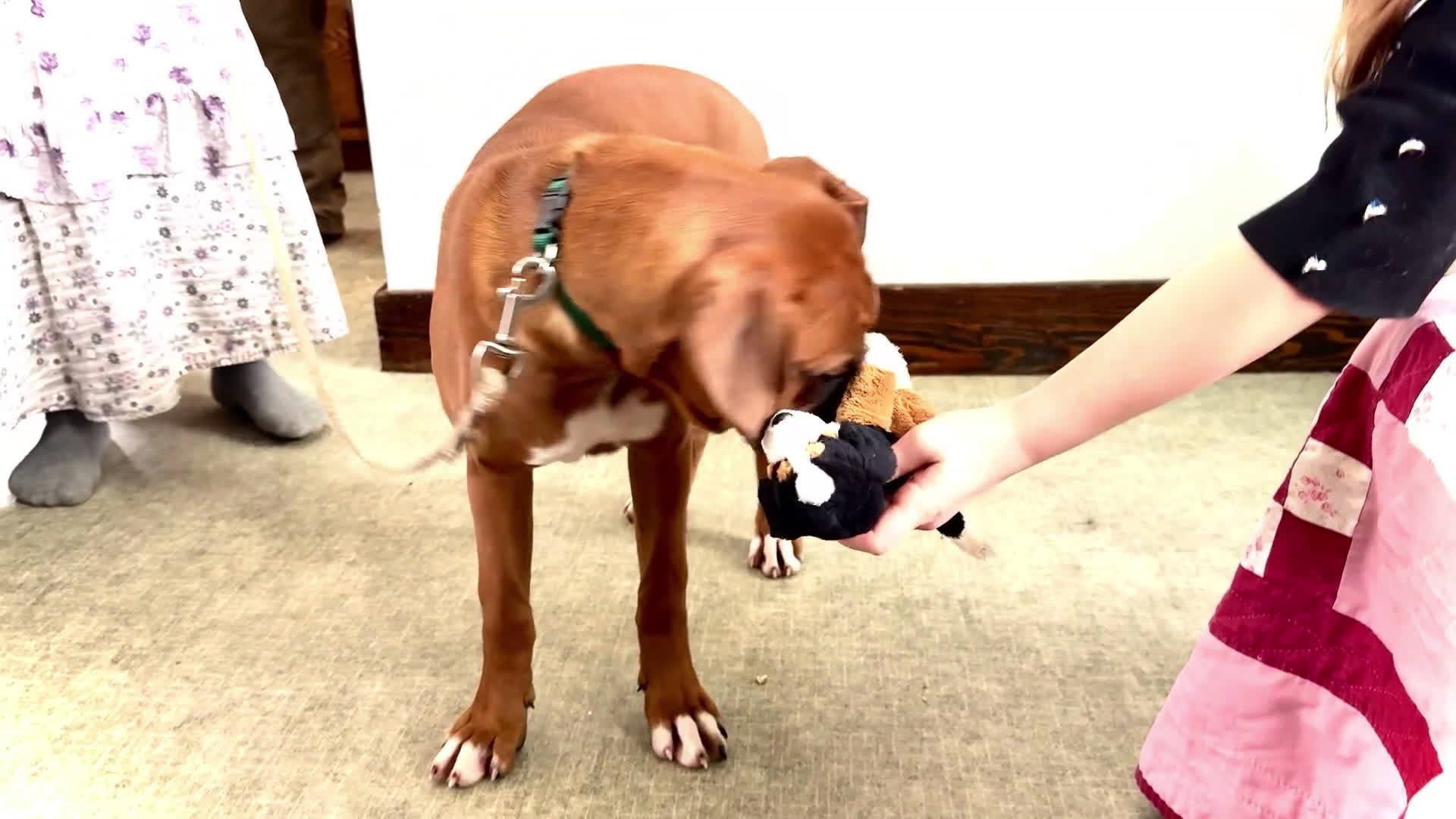 Boxer dogs for sale: Sandy - Video 1